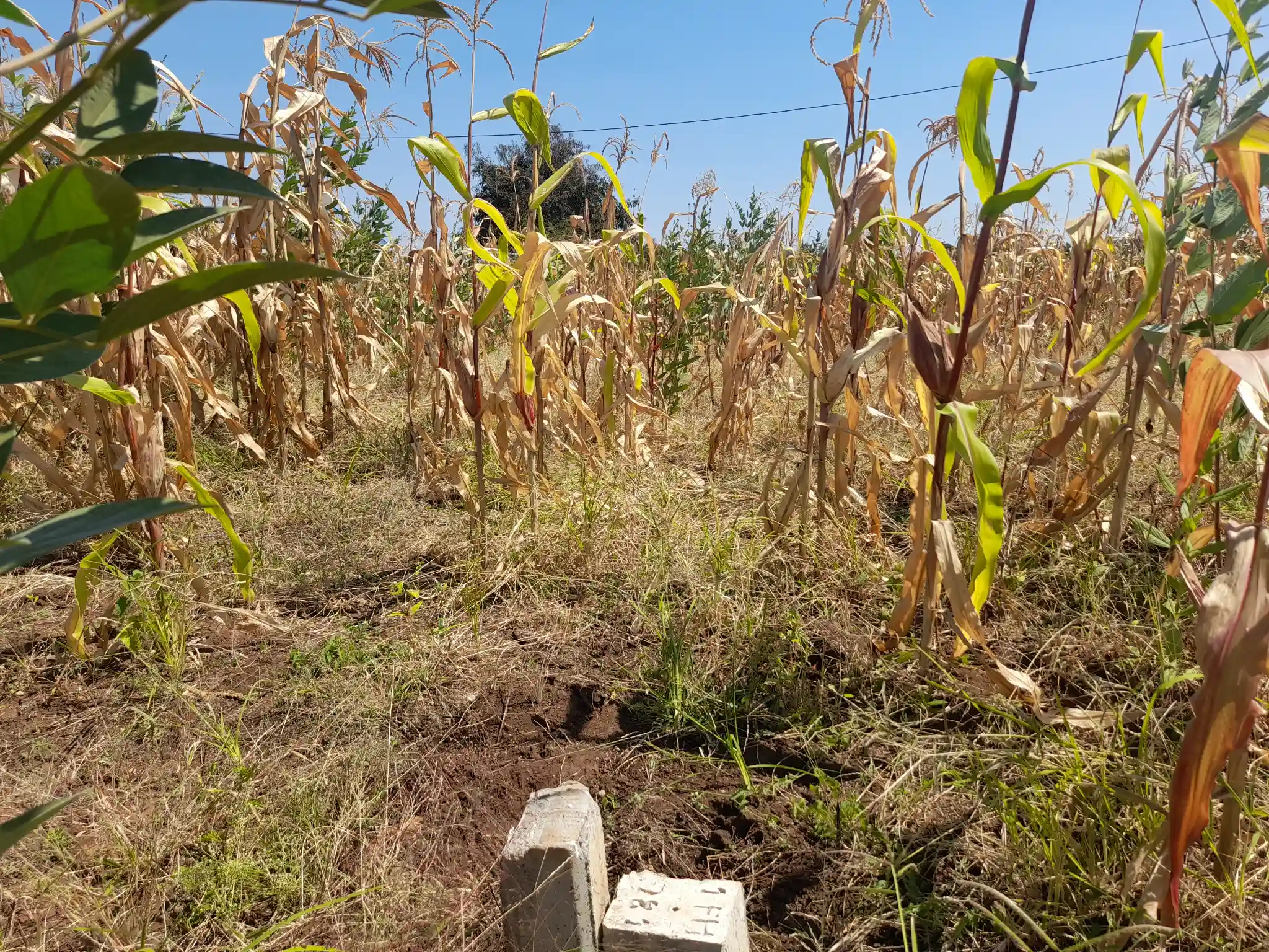 Kiwanja cha 20×40m Lesoit, Kiserian Kinafaa Kugawanywa Katika Eneo Linalokua kwa Kasi