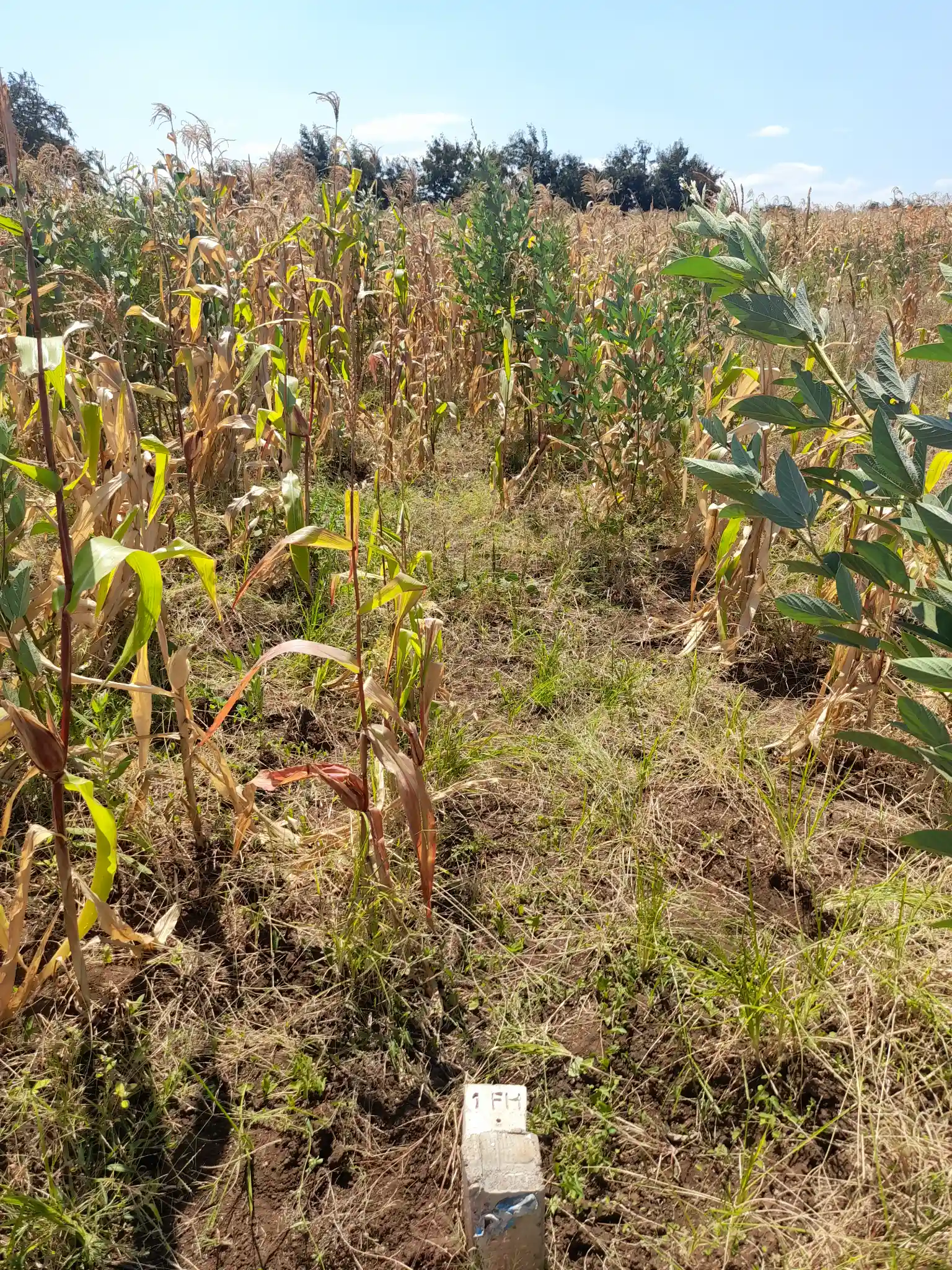 Kiwanja cha 20×40m Lesoit, Kiserian Kinafaa Kugawanywa Katika Eneo Linalokua kwa Kasi