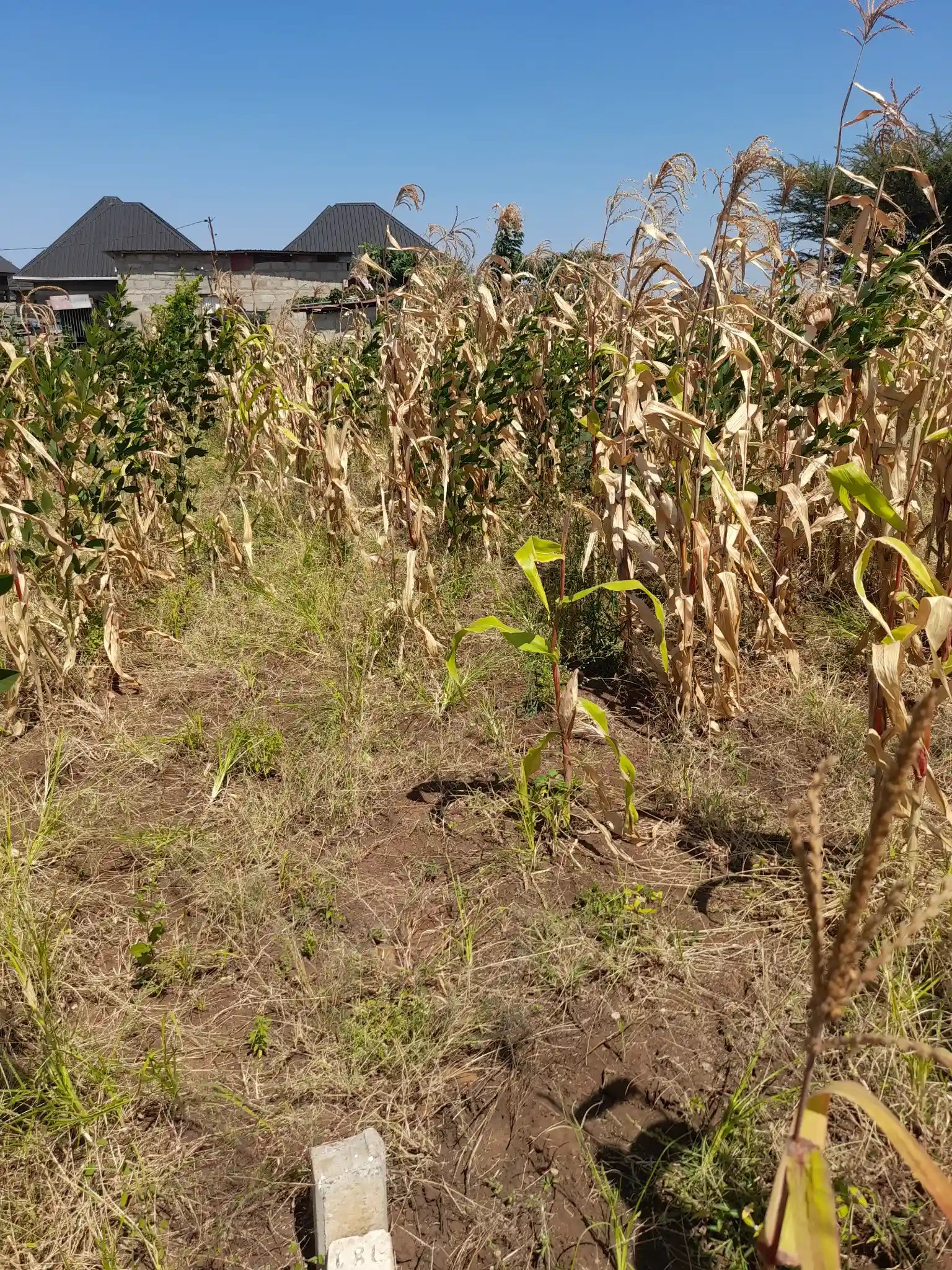 Kiwanja cha 20×40m Lesoit, Kiserian Kinafaa Kugawanywa Katika Eneo Linalokua kwa Kasi
