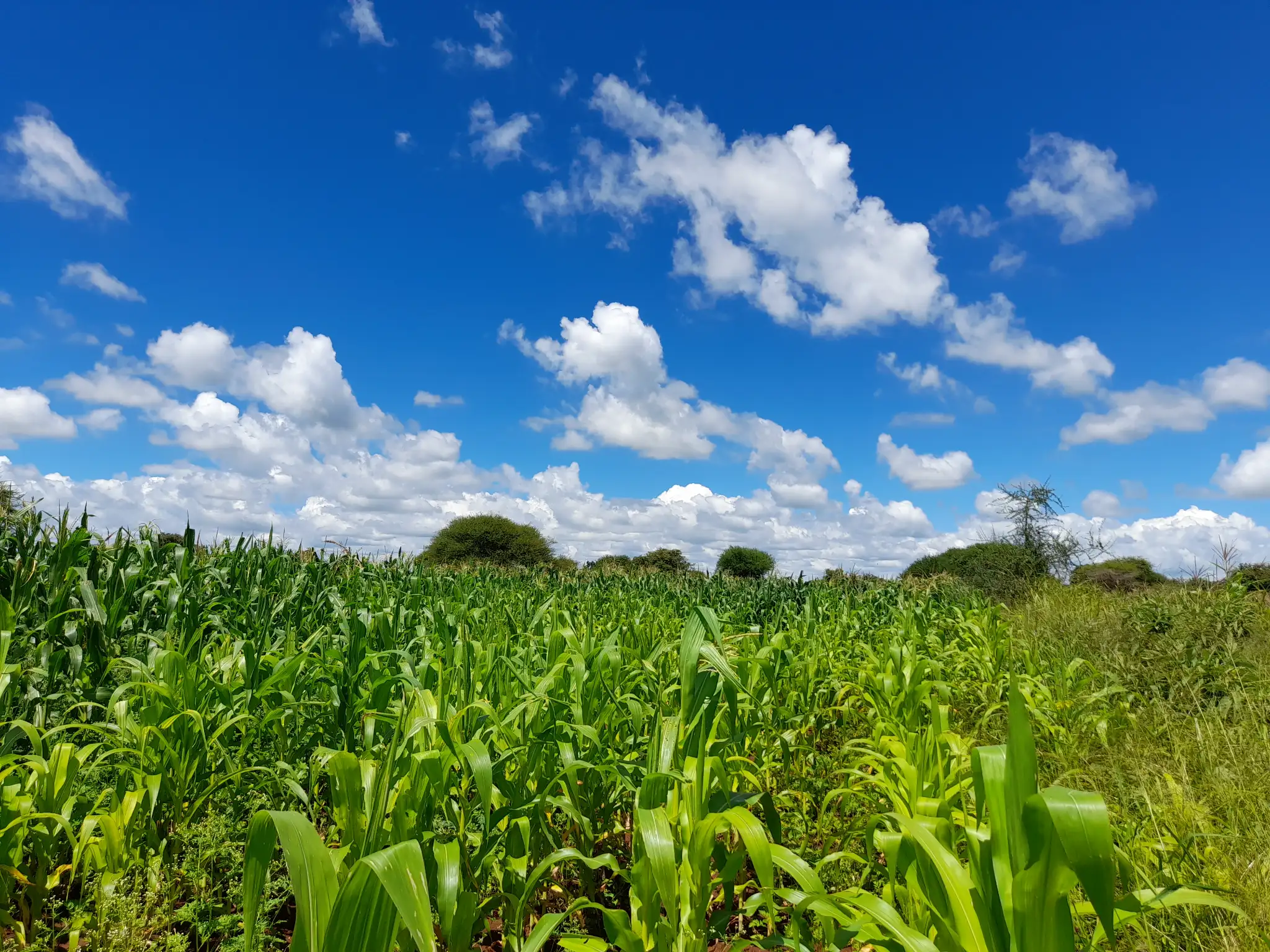 Shamba zuri la ekari 1.8 Olodenderit