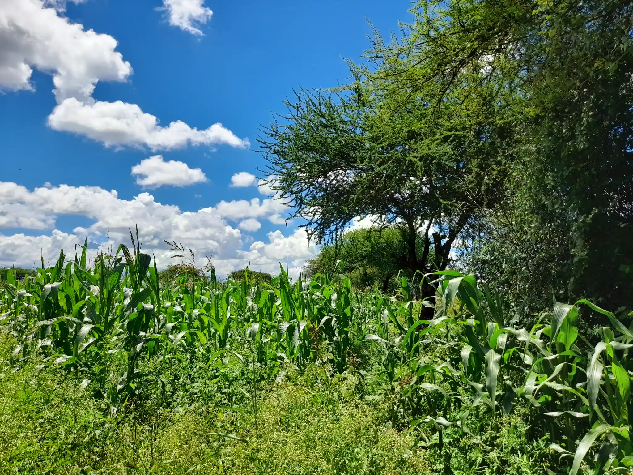 Shamba zuri la ekari 1.8 Olodenderit