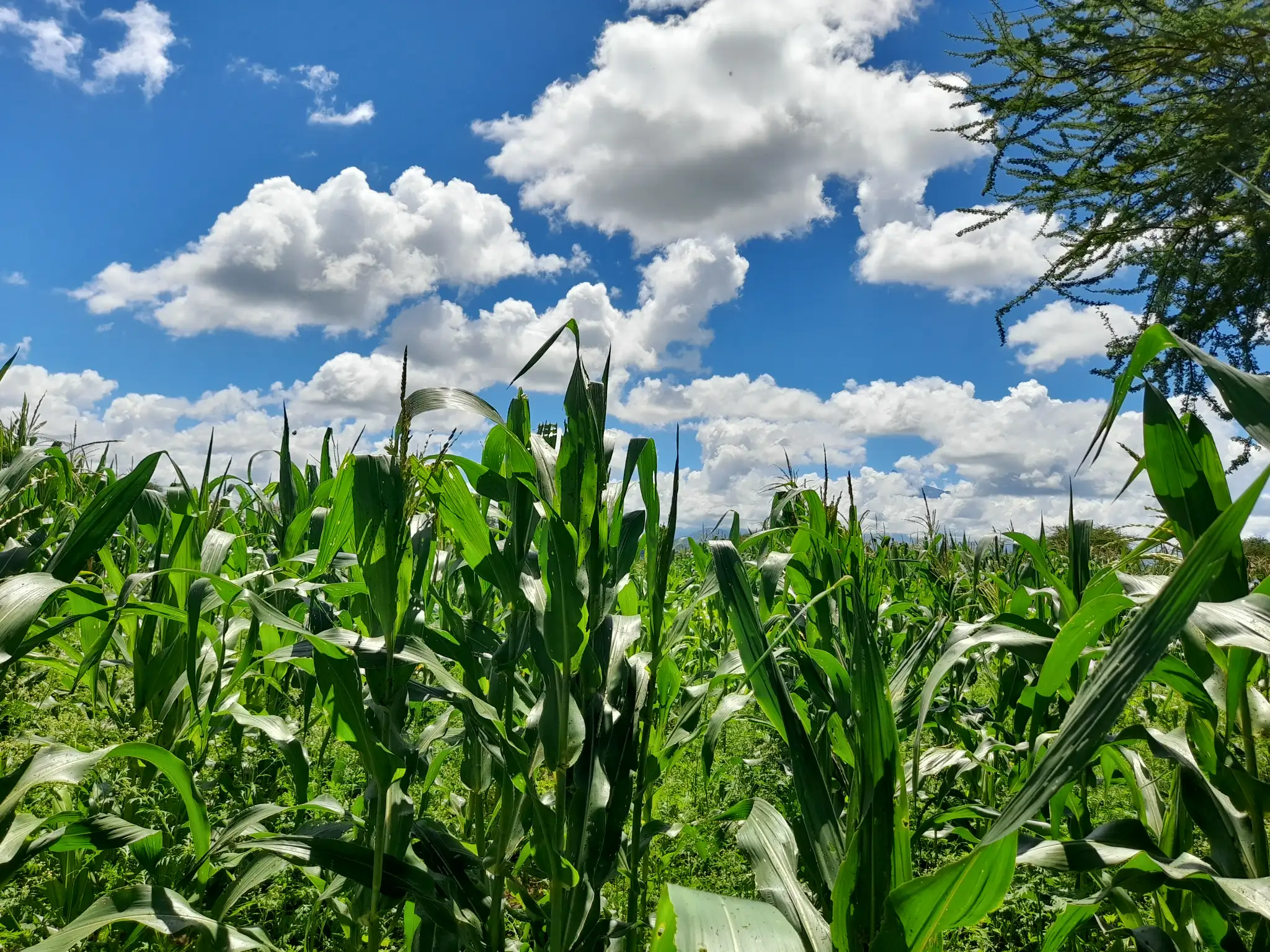 Shamba zuri la ekari 1.8 Olodenderit