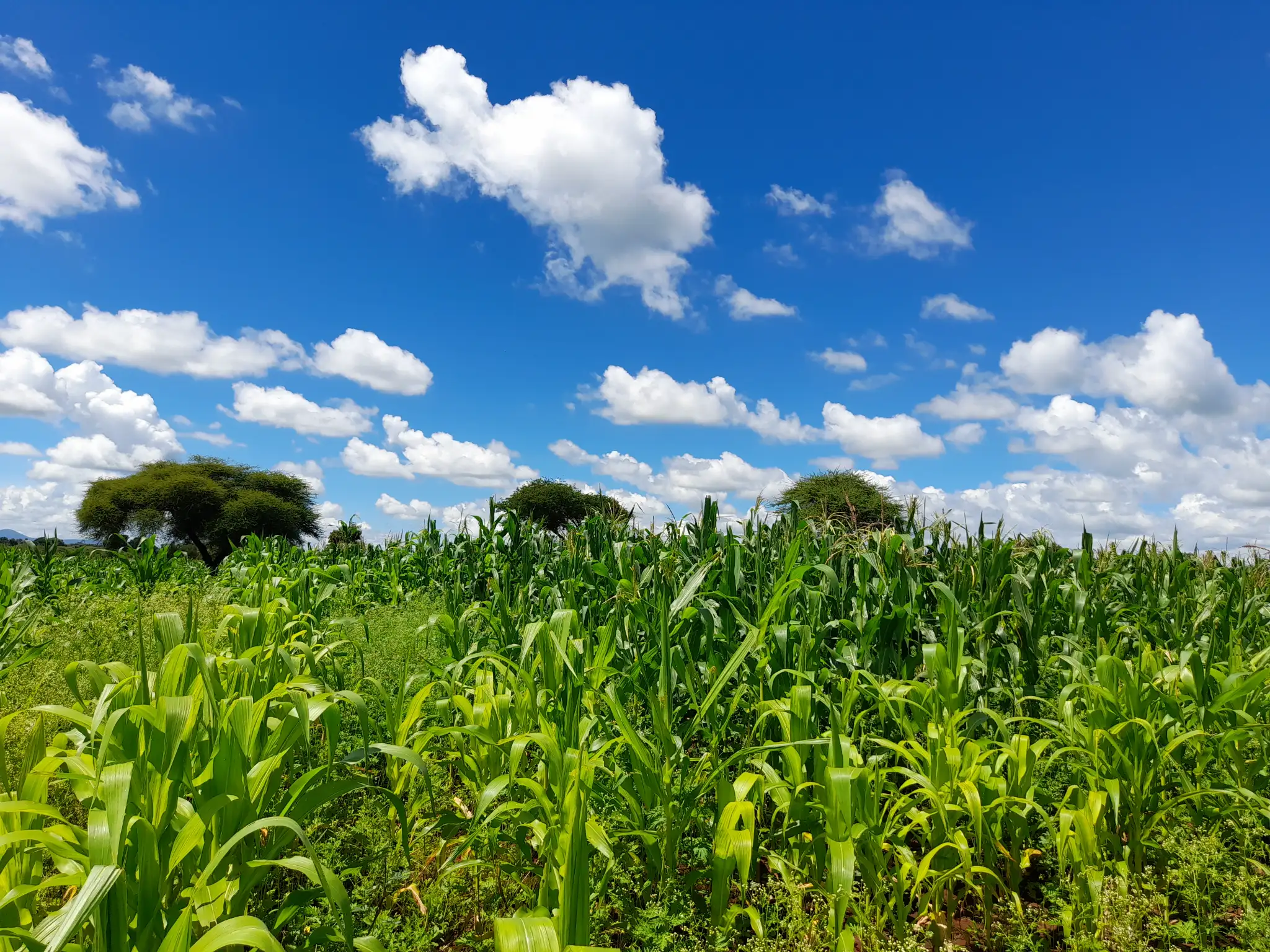 Shamba zuri la ekari 1.8 Olodenderit