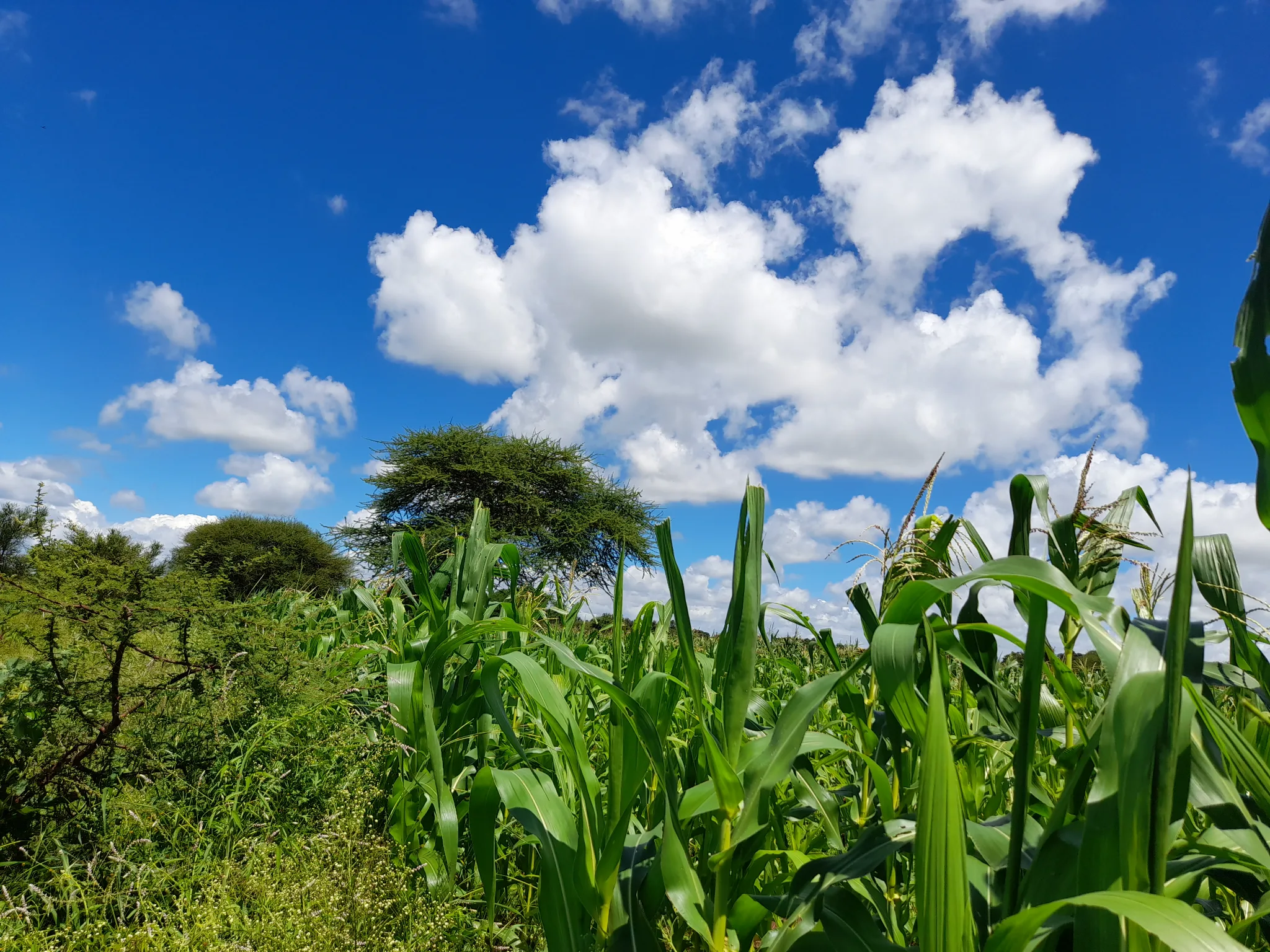 Shamba zuri la ekari 1.8 Olodenderit
