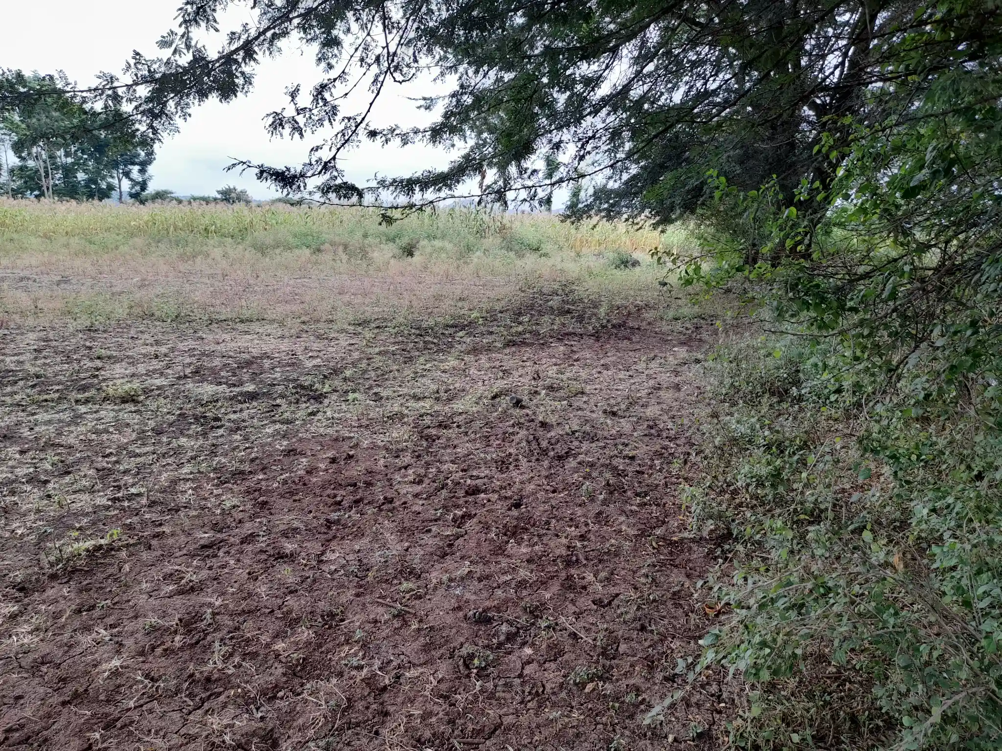 Shamba zuri la ekari 1.2 Olodenderit