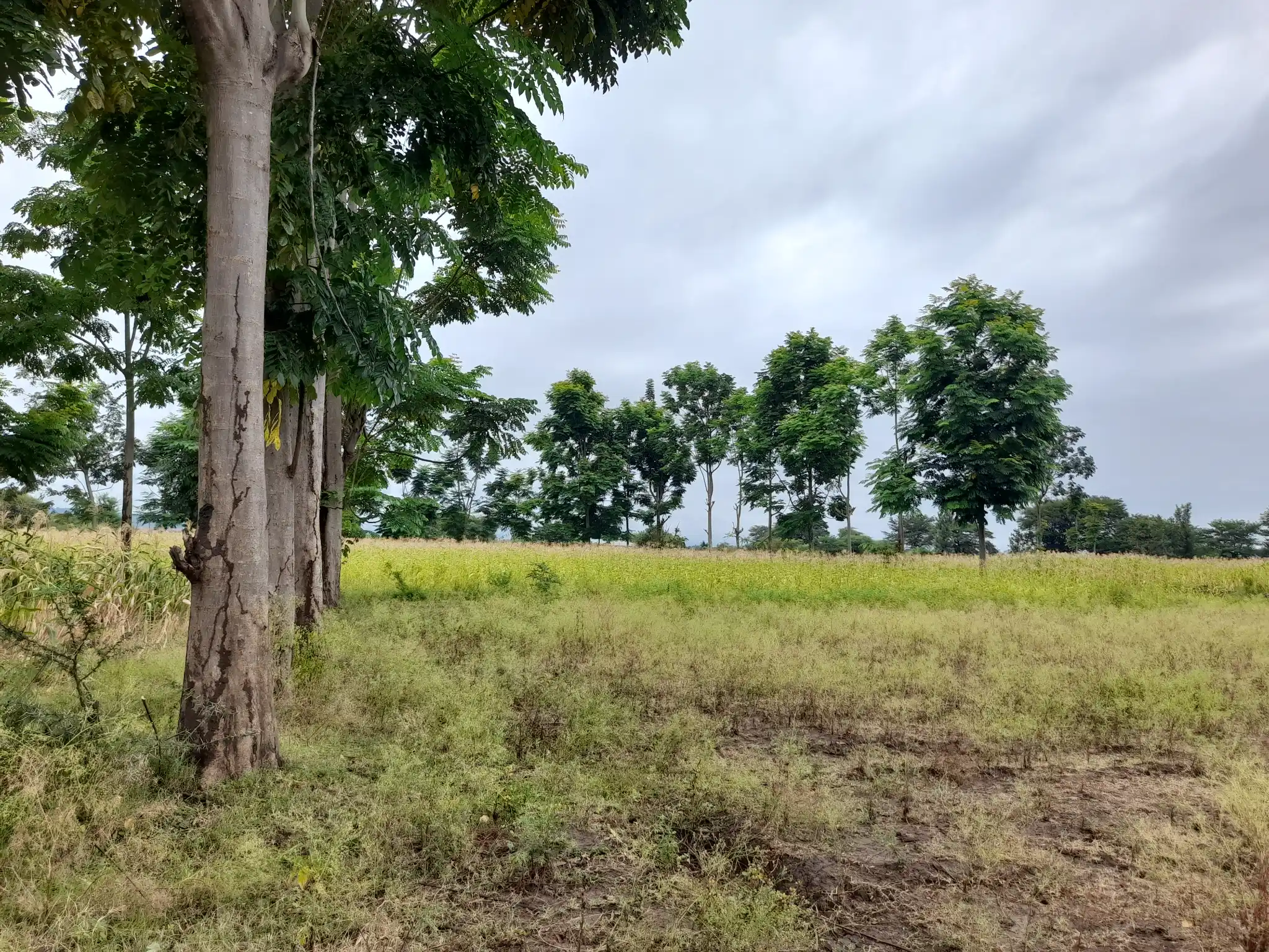 Shamba zuri la ekari 1.2 Olodenderit