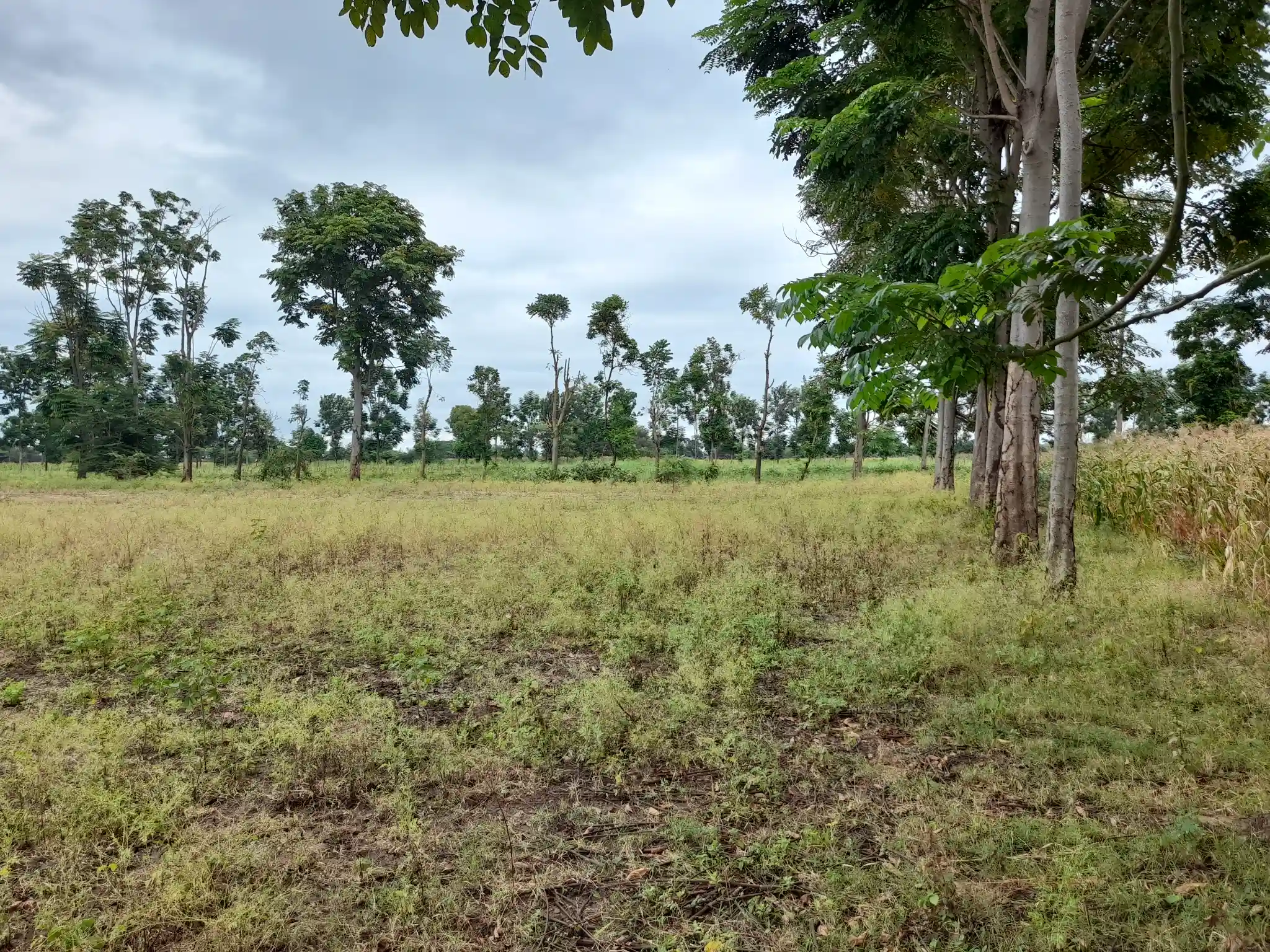 Shamba zuri la ekari 1.2 Olodenderit
