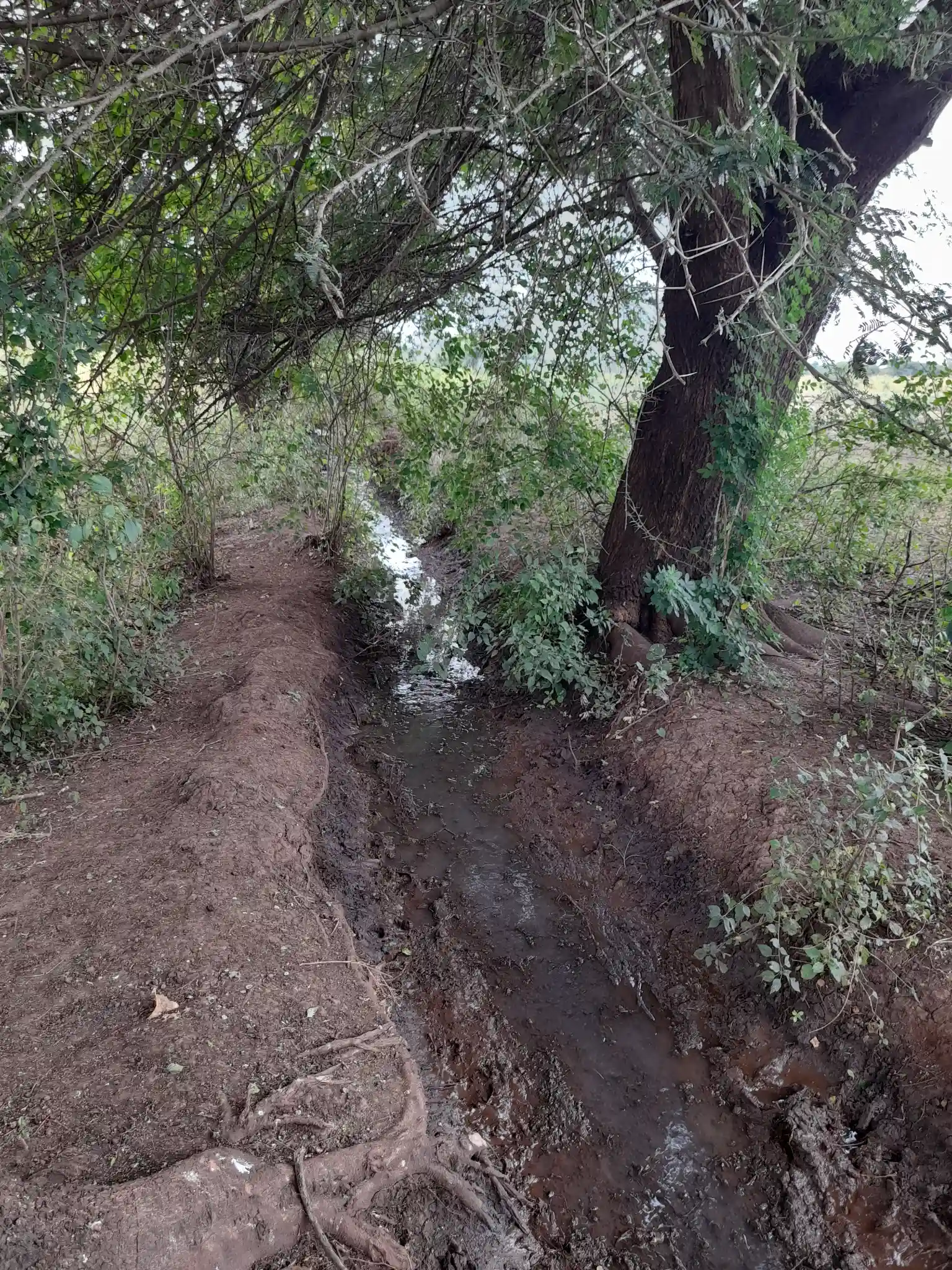 Shamba zuri la ekari 1.2 Olodenderit