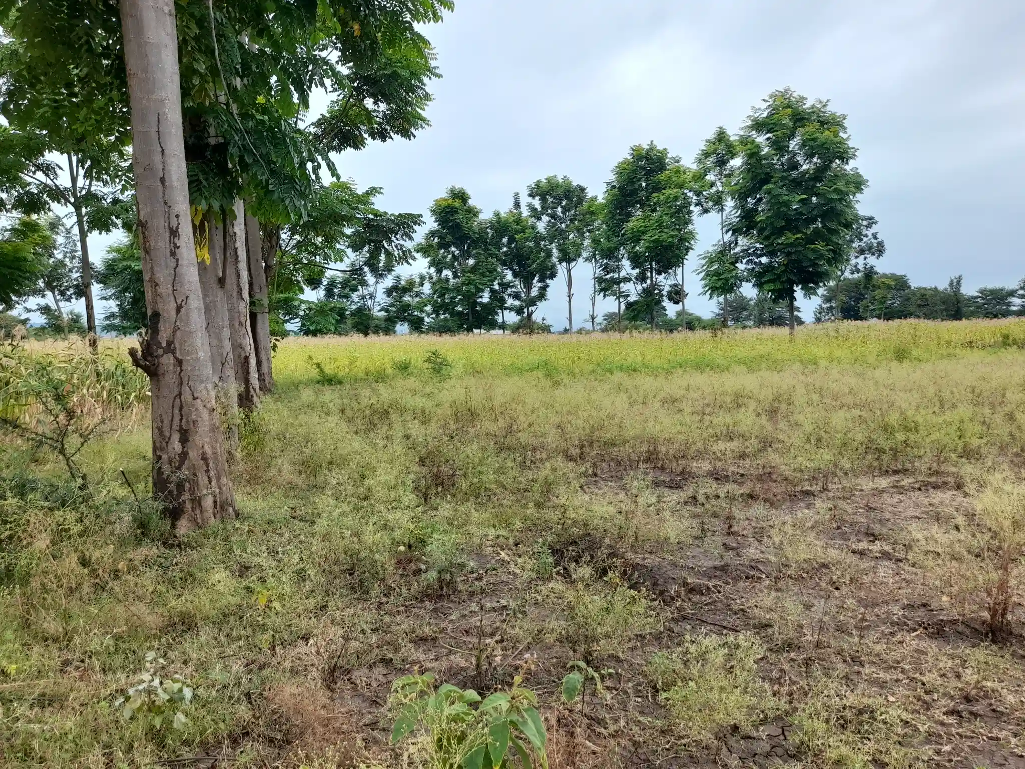 Shamba zuri la ekari 1.2 Olodenderit