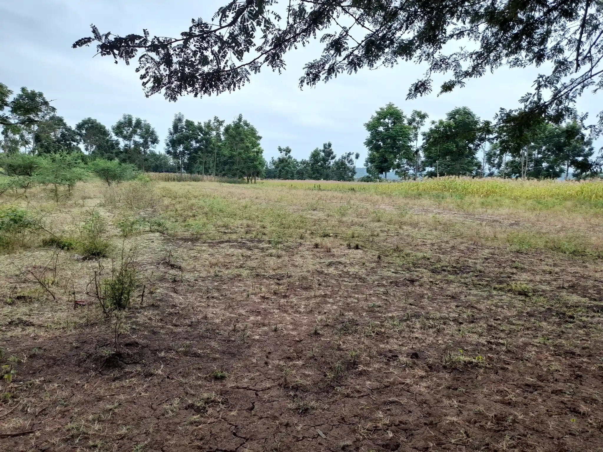 Shamba zuri la ekari 1.2 Olodenderit