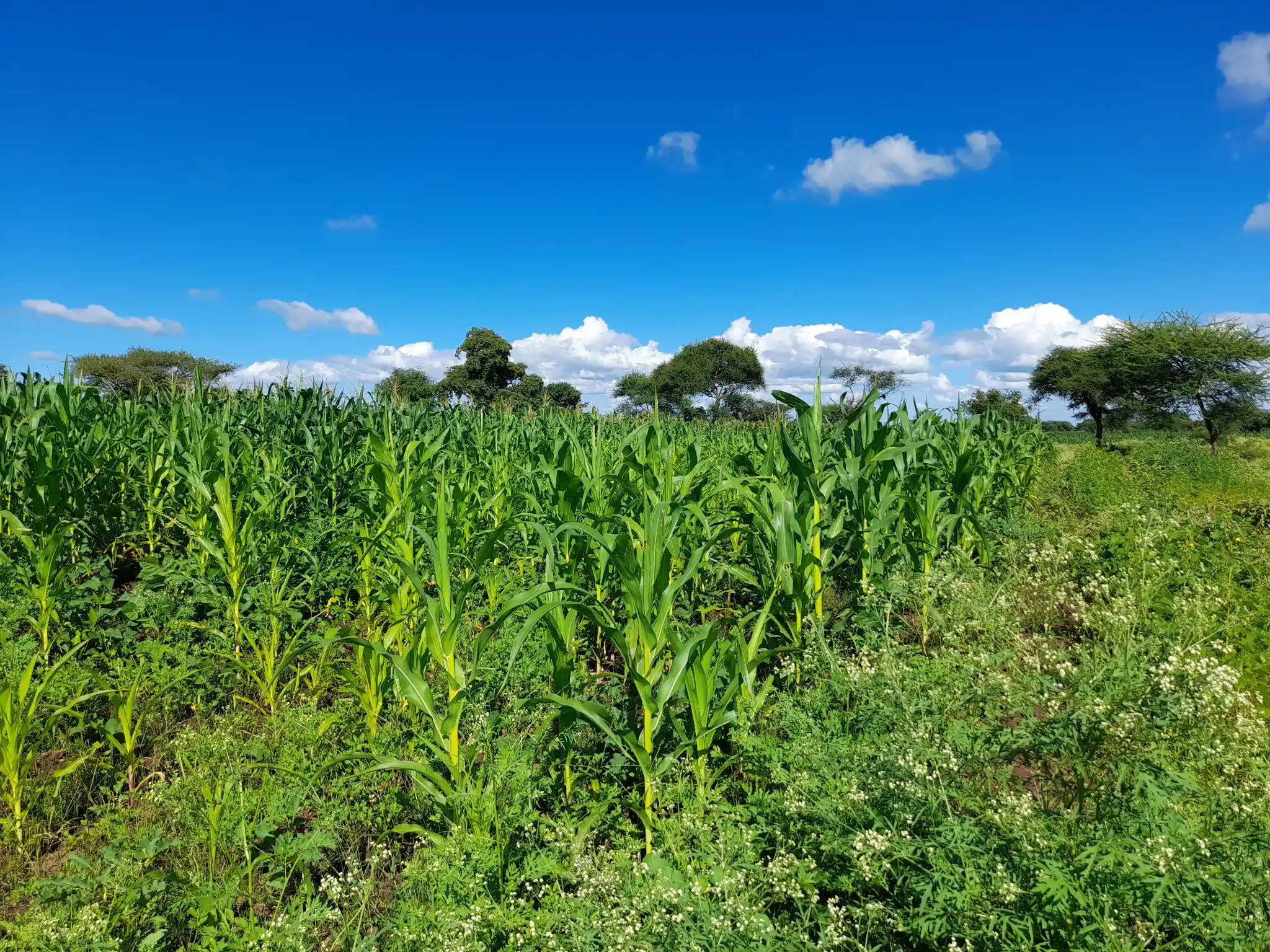 Shamba zuri la ekari 0.9 Olodenderit