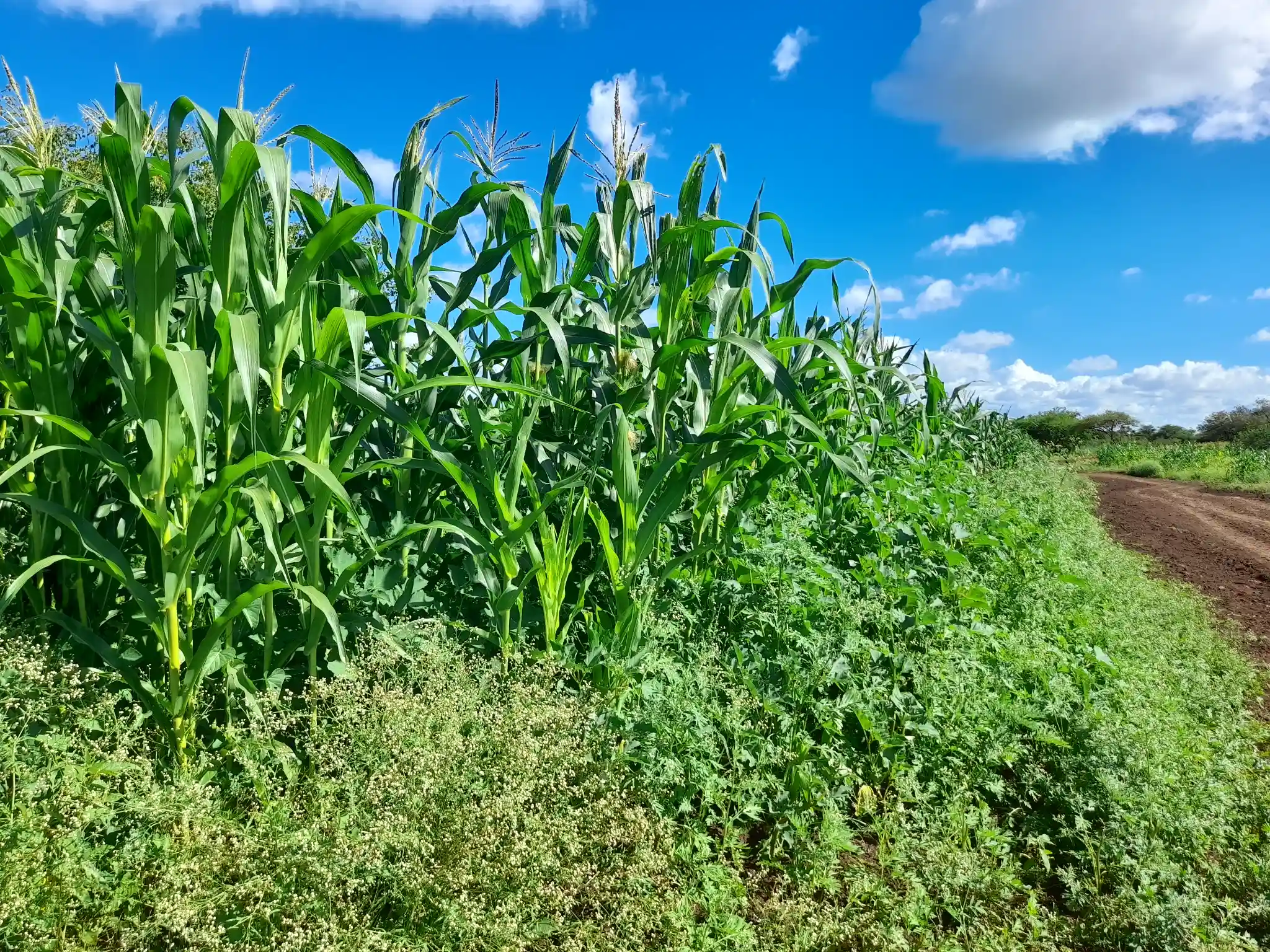 Shamba zuri la ekari 0.9 Olodenderit