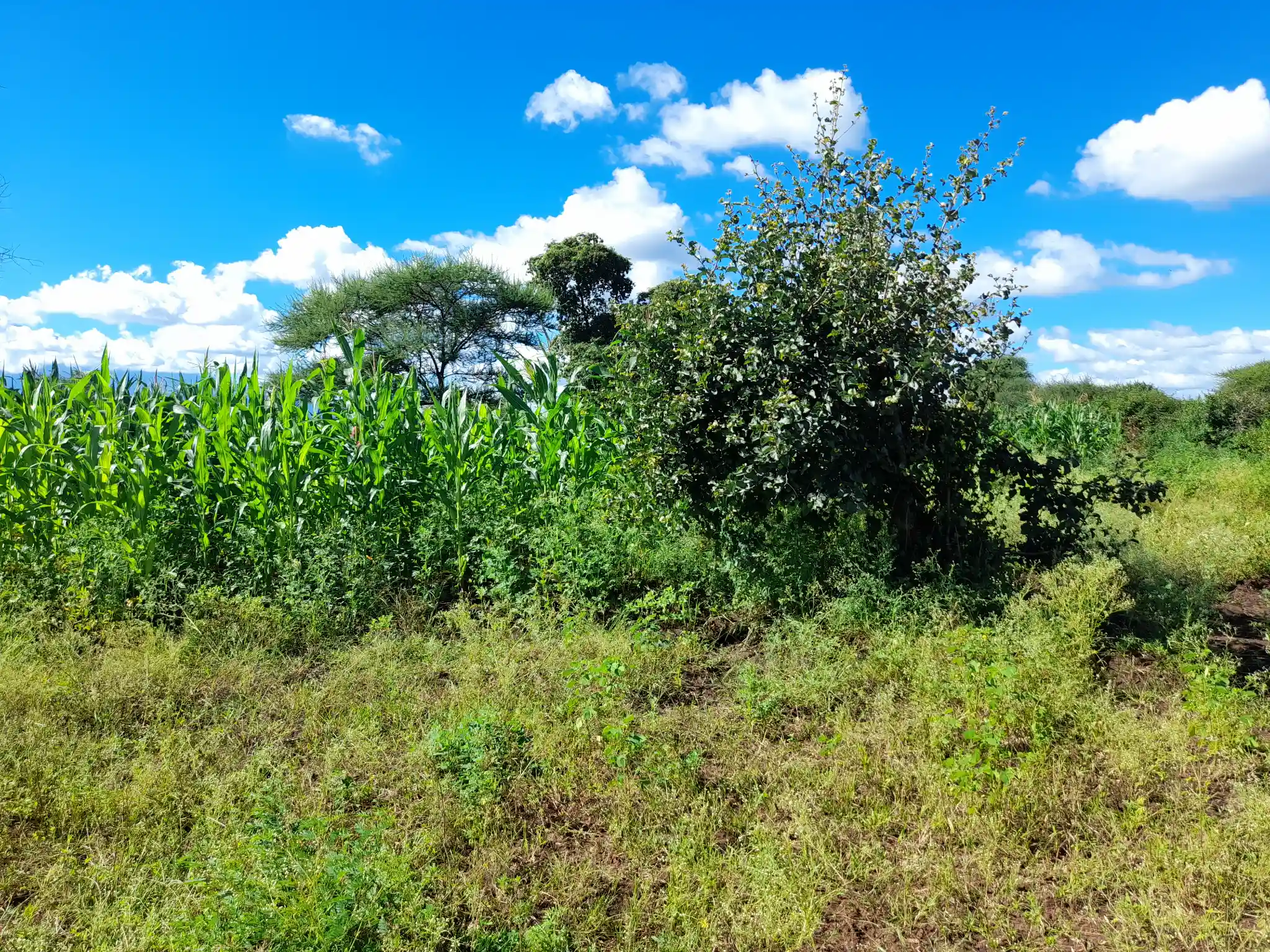 Shamba zuri la ekari 0.9 Olodenderit