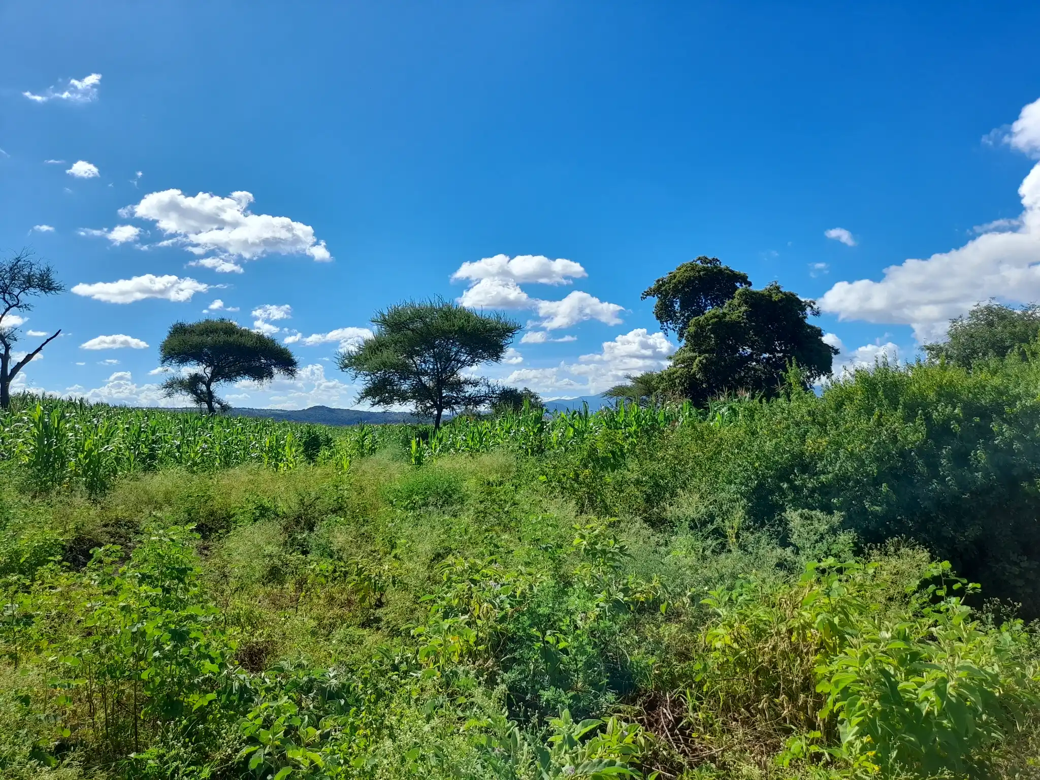 Shamba zuri la ekari 0.9 Olodenderit