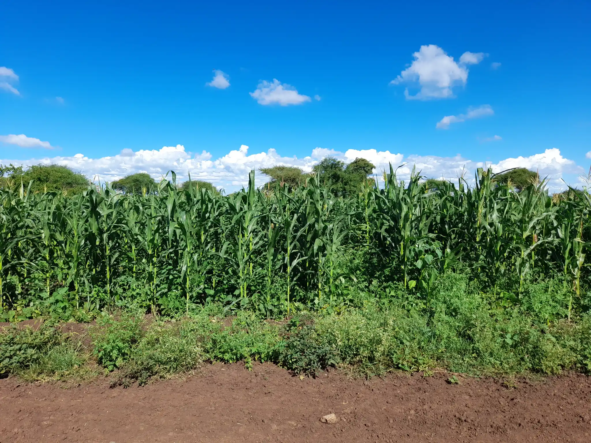 Shamba zuri la ekari 0.9 Olodenderit