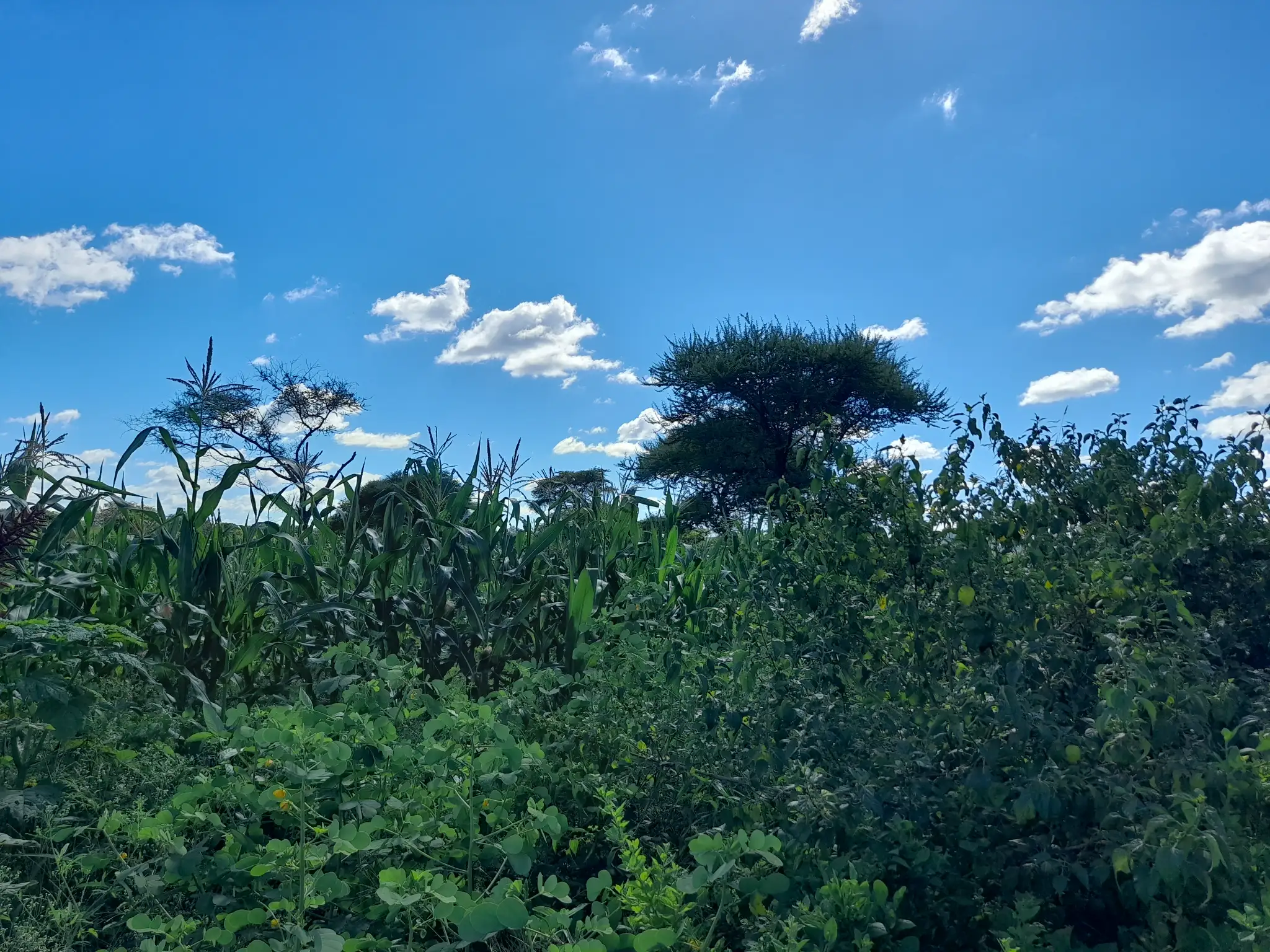 Shamba zuri la ekari 0.9 Olodenderit