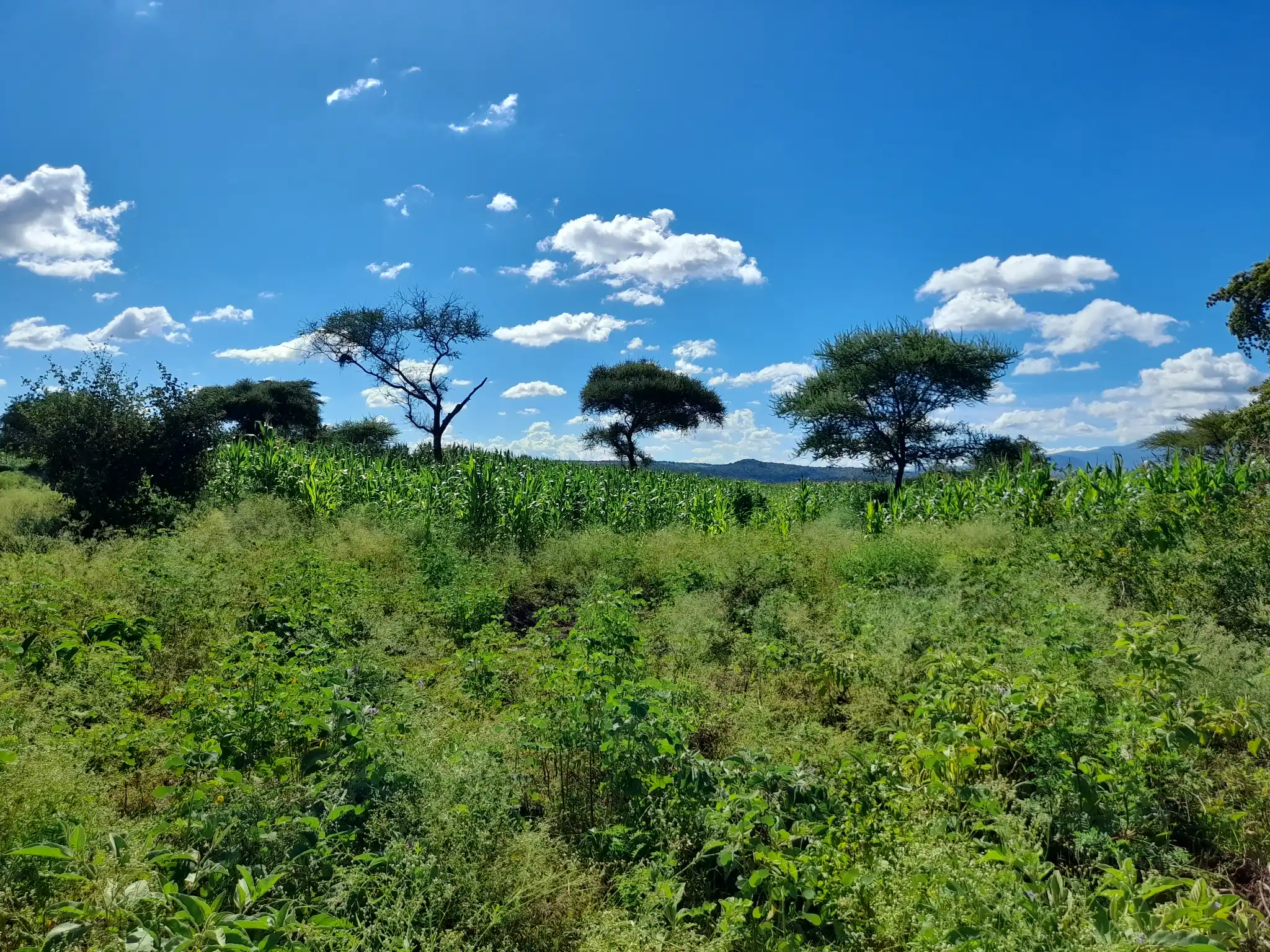 Shamba zuri la ekari 0.9 Olodenderit