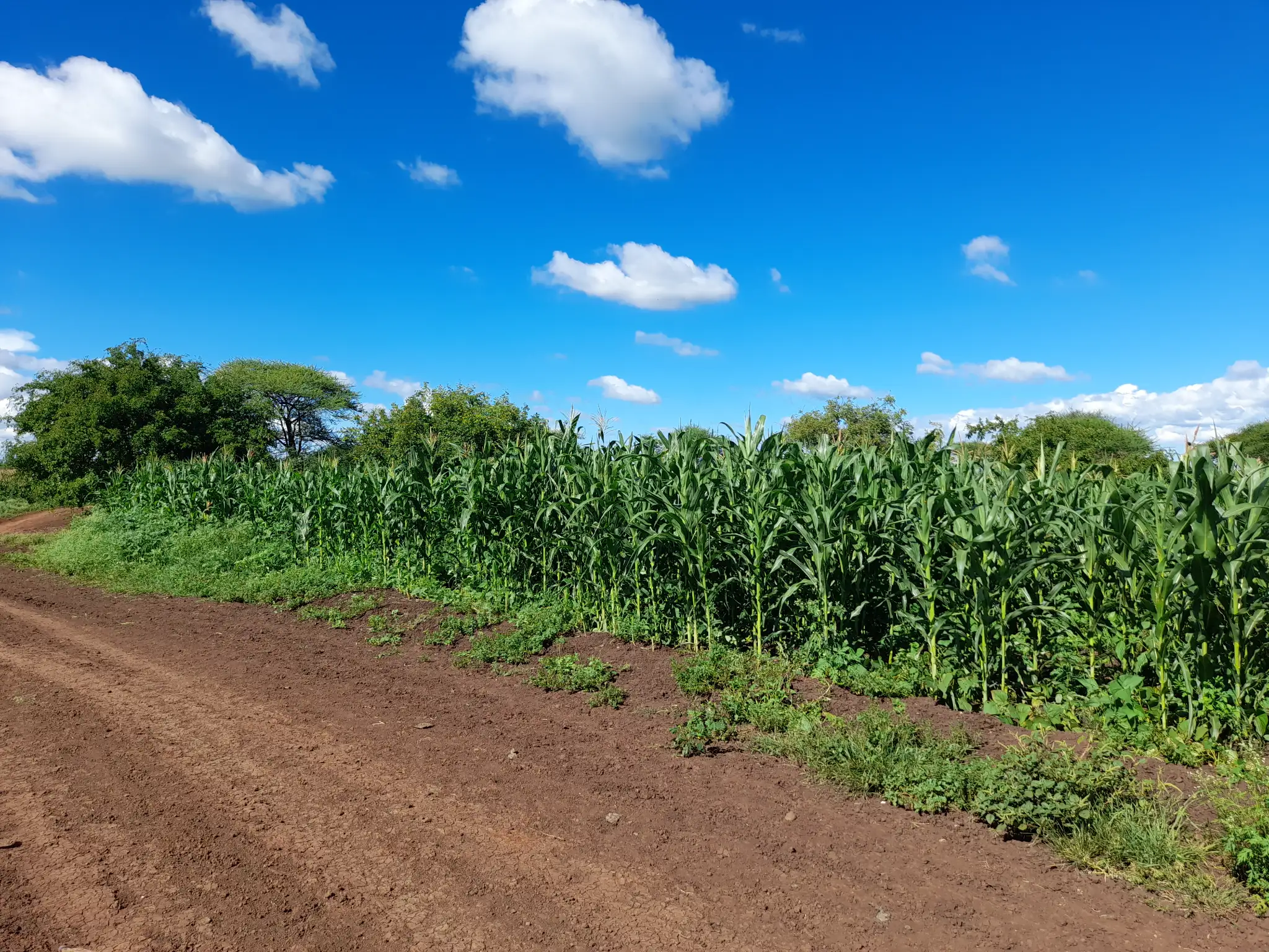 Shamba zuri la ekari 0.9 Olodenderit