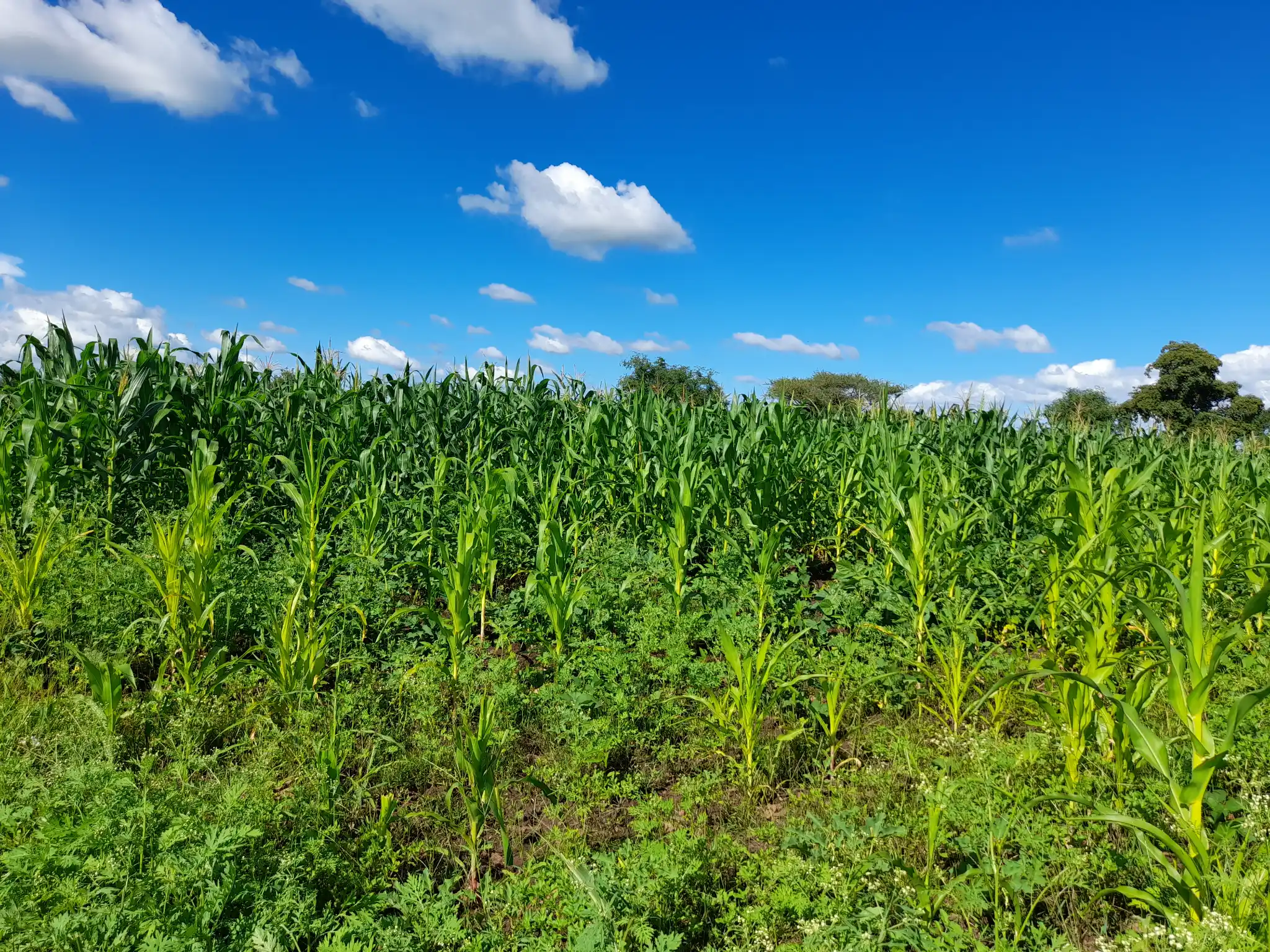 Shamba zuri la ekari 0.9 Olodenderit