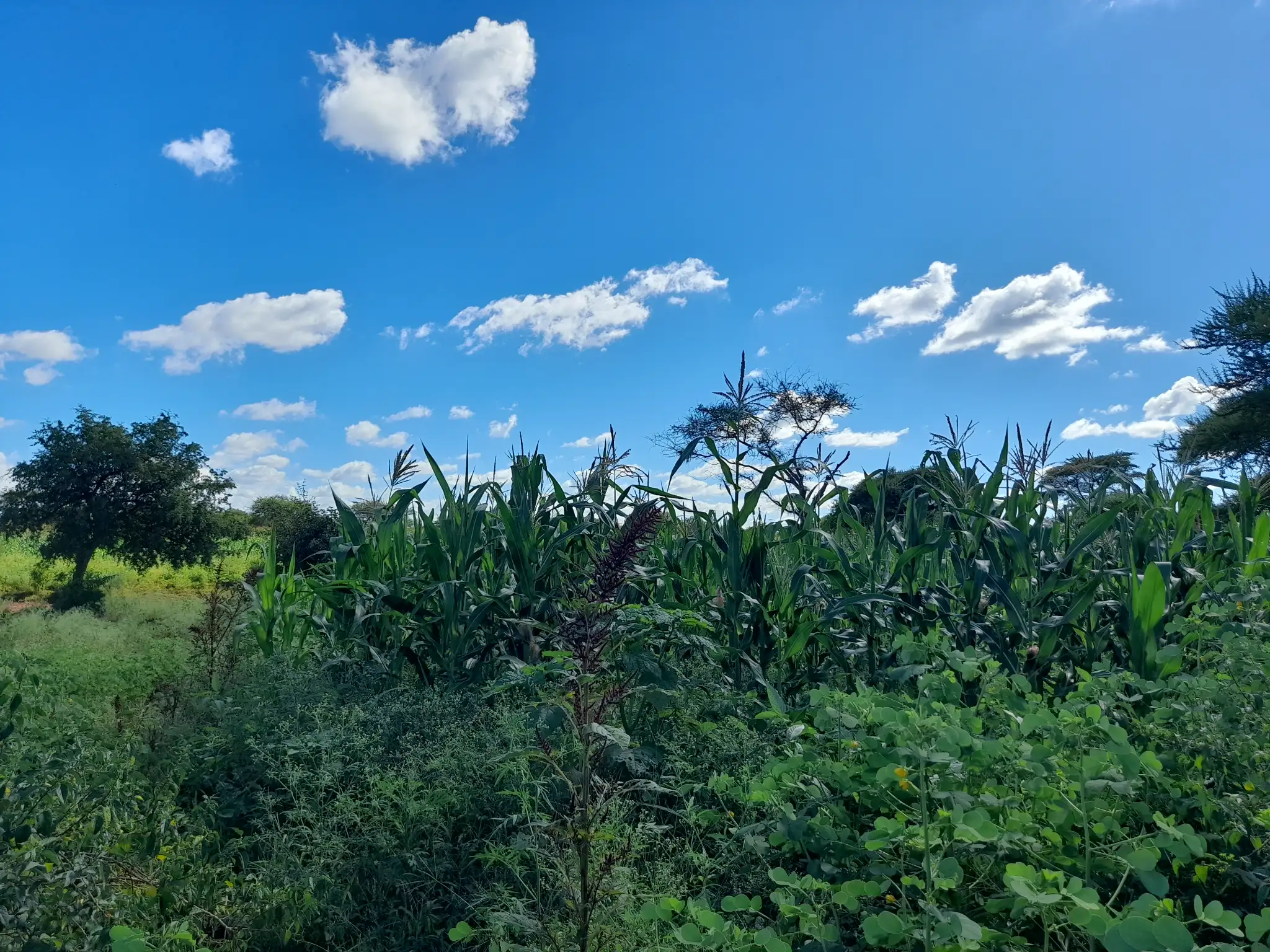 Shamba zuri la ekari 0.9 Olodenderit