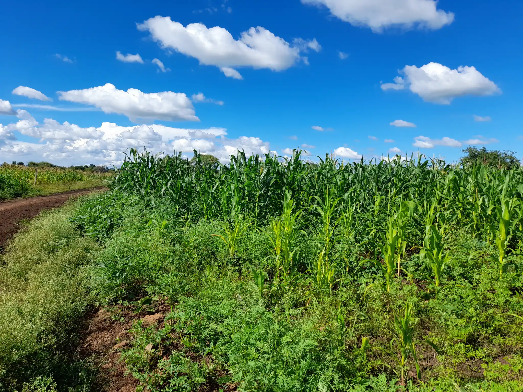 Shamba zuri la ekari 0.9 Olodenderit