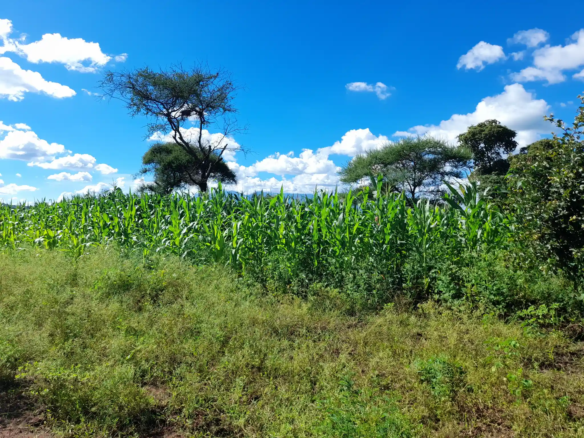 Shamba zuri la ekari 0.9 Olodenderit