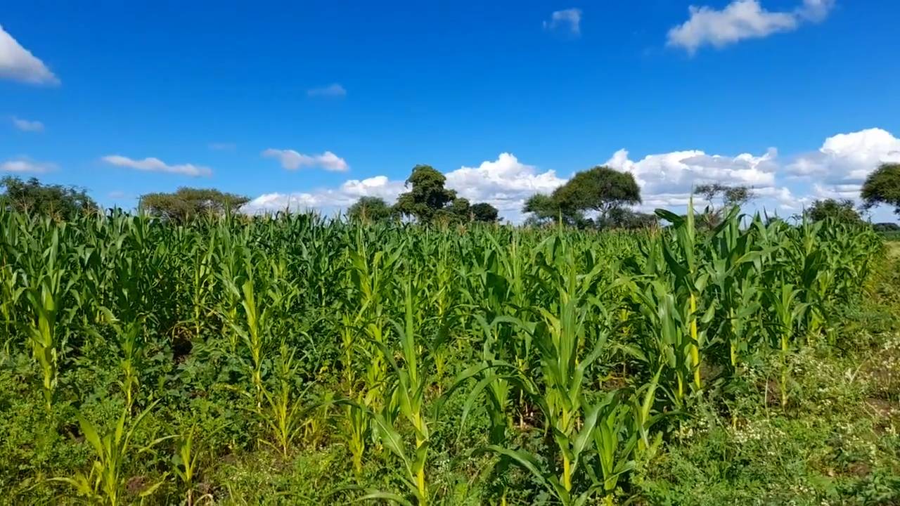 Shamba zuri la ekari 0.9 Olodenderit