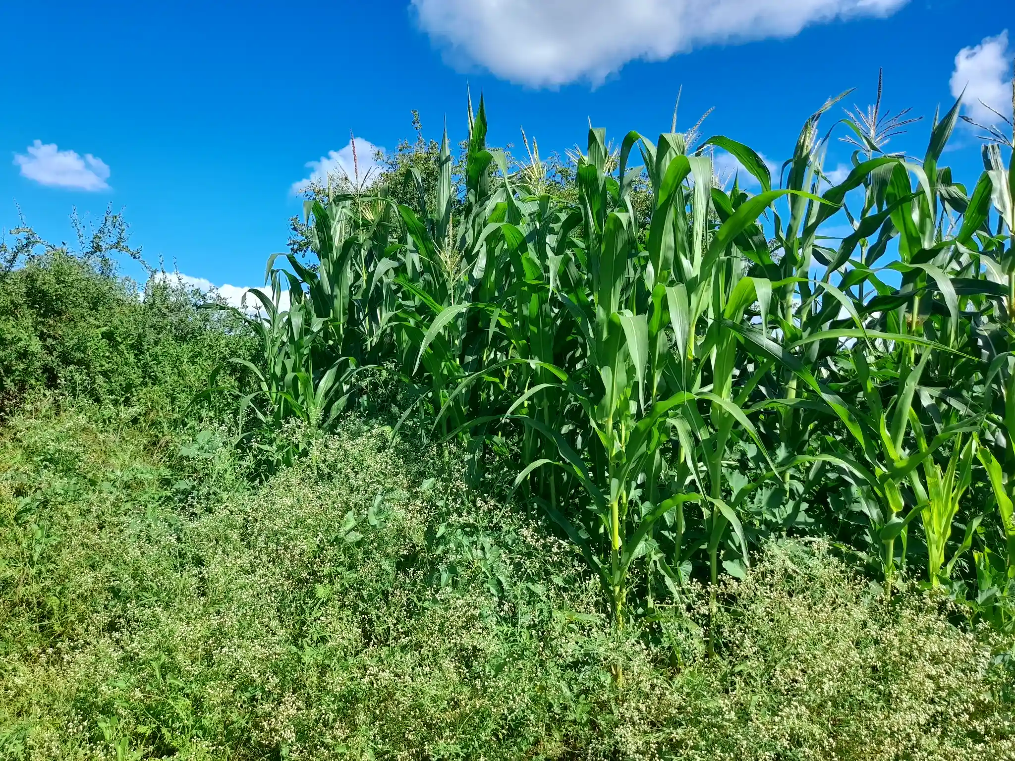 Shamba zuri la ekari 0.9 Olodenderit