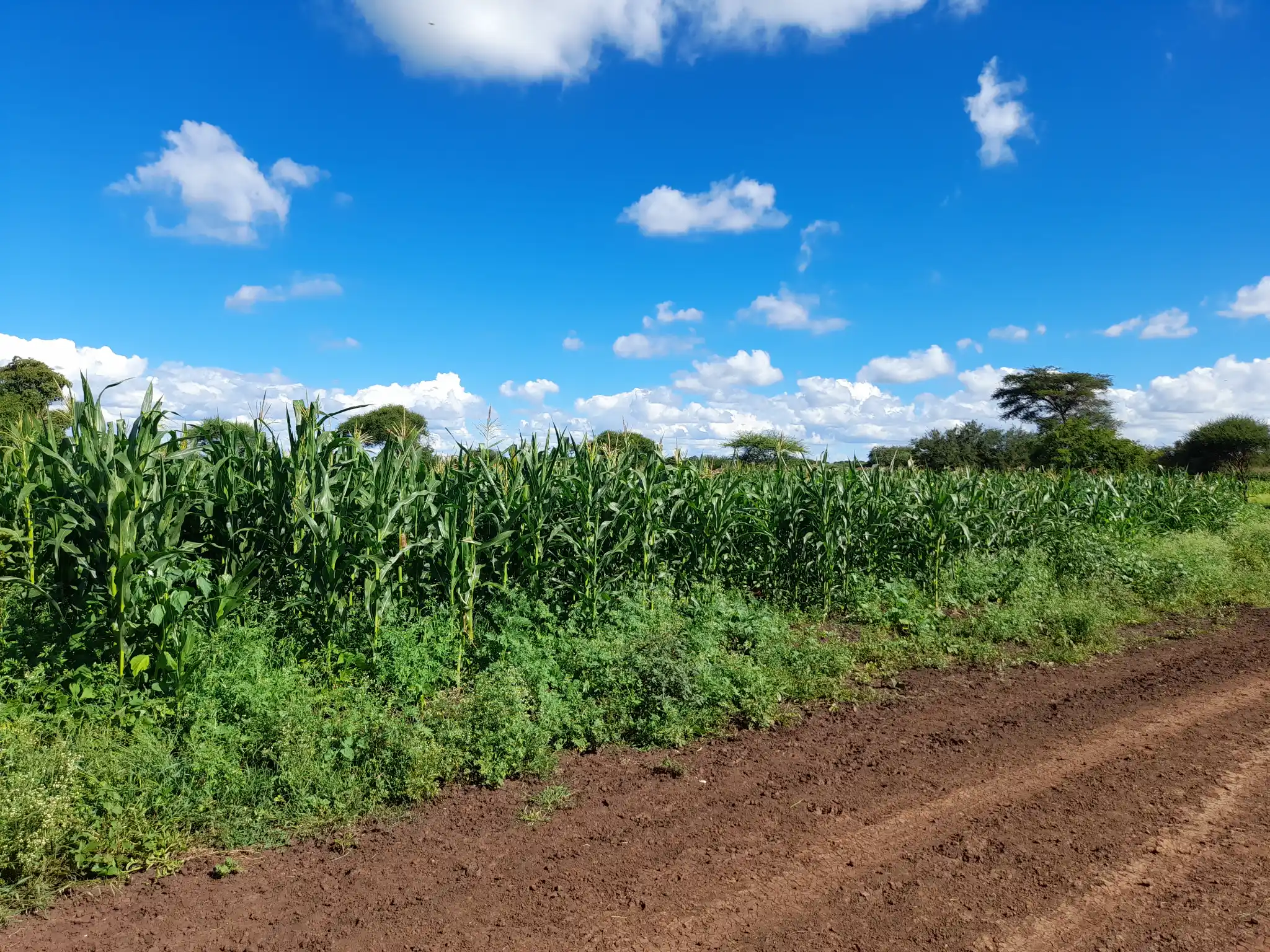 Shamba zuri la ekari 0.9 Olodenderit