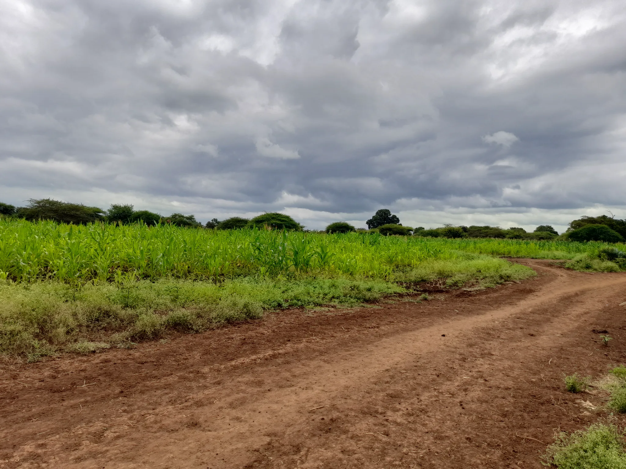 Shamba zuri la ekari 3.6 Olodenderit