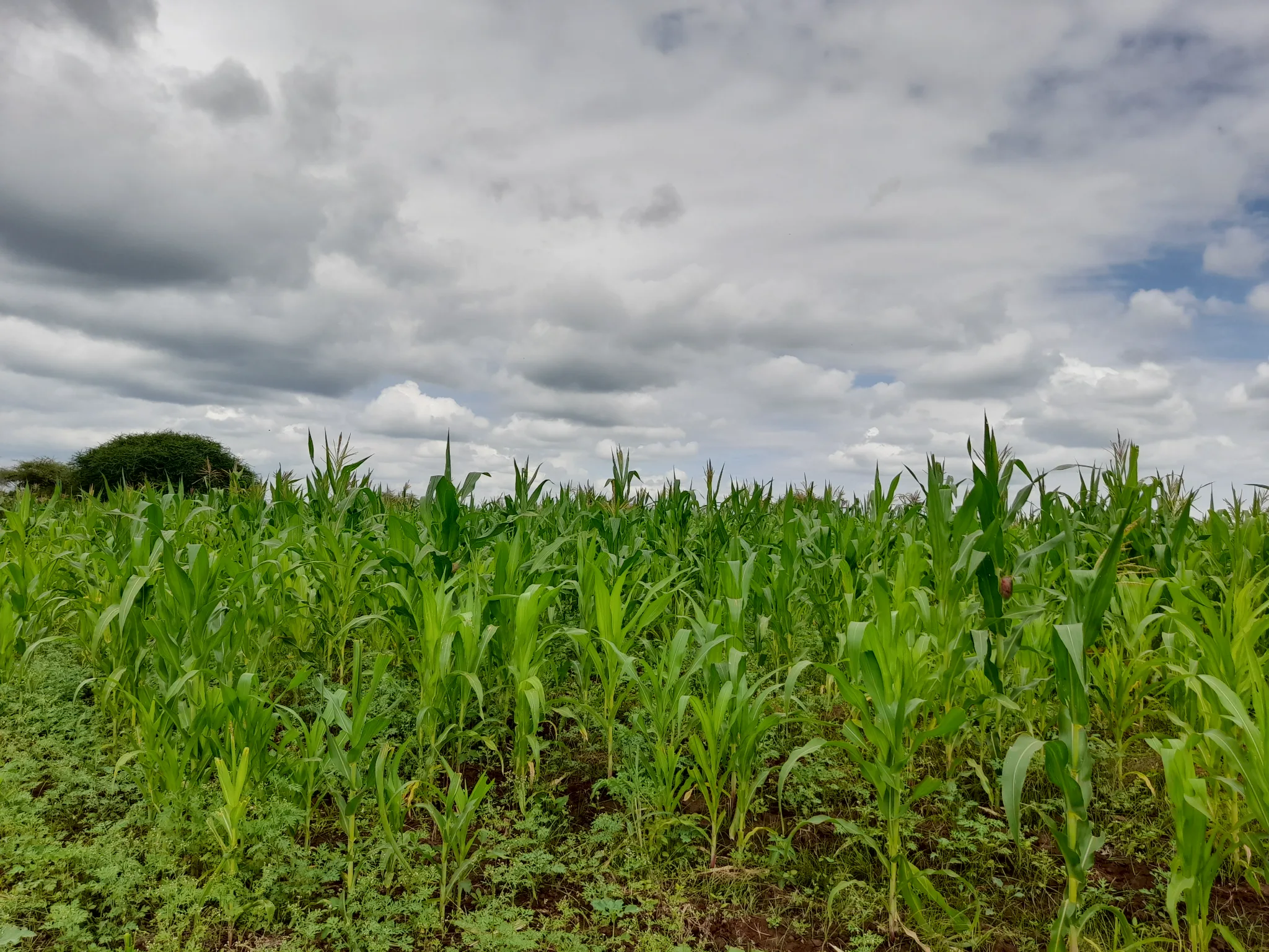 Shamba zuri la ekari 3.6 Olodenderit