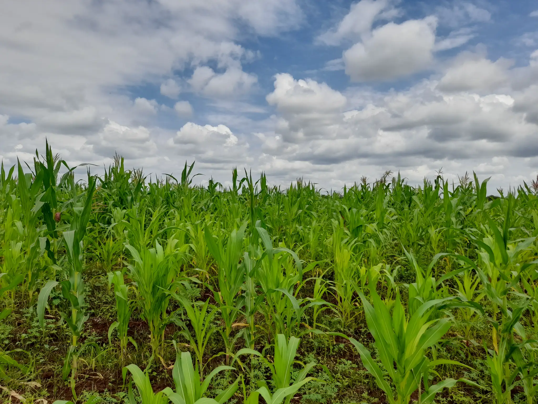 Shamba zuri la ekari 3.6 Olodenderit