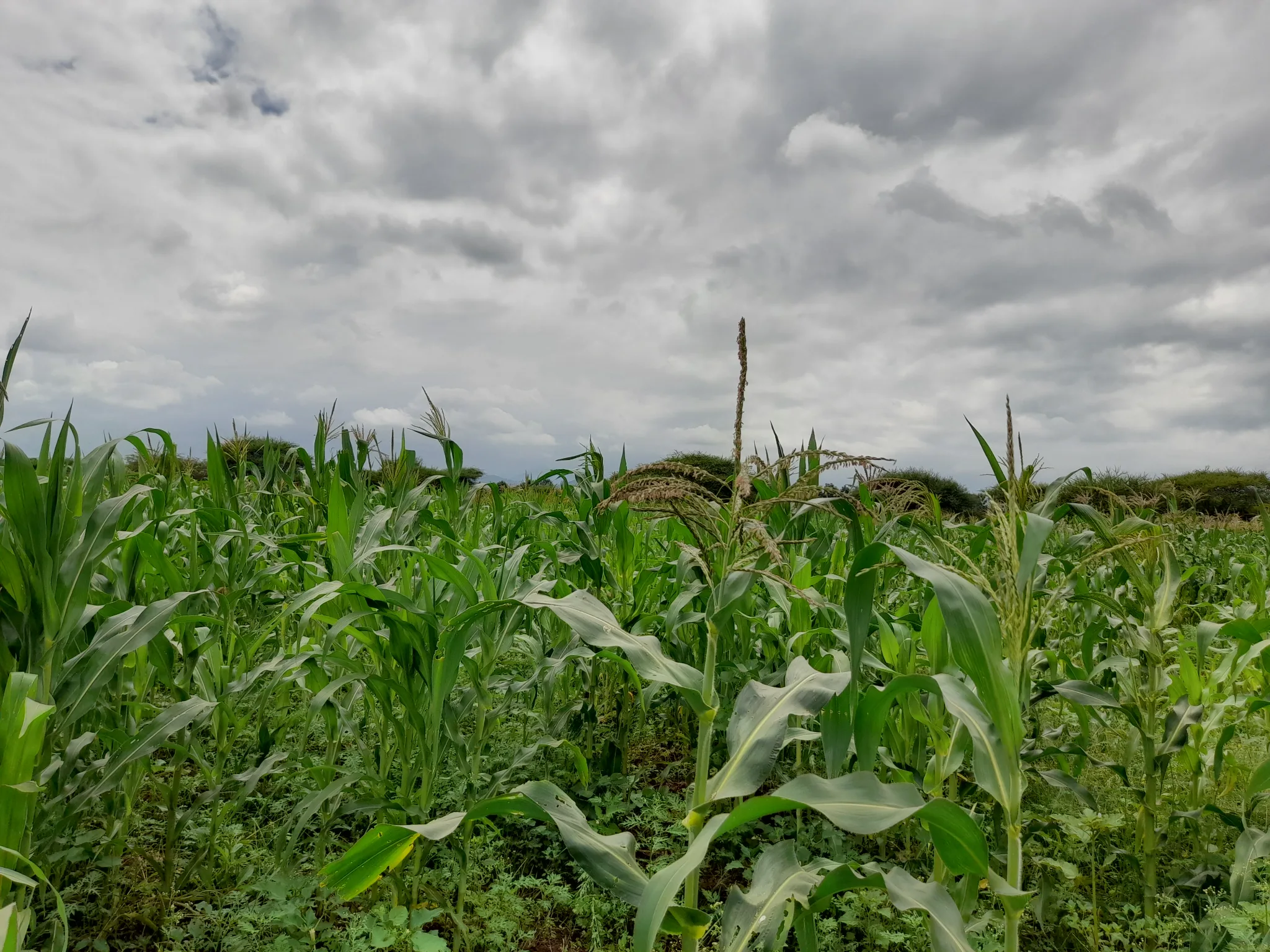 Shamba zuri la ekari 3.6 Olodenderit
