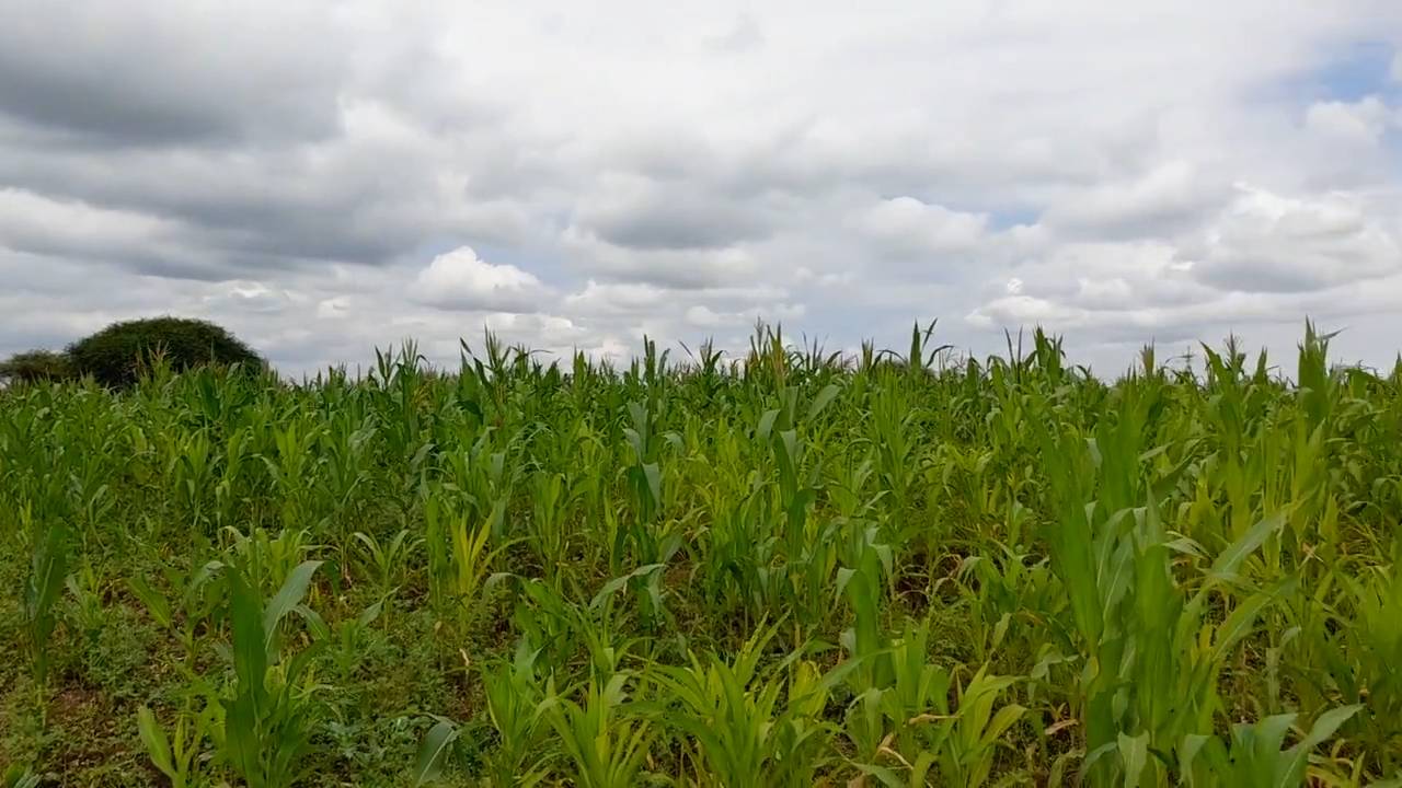 Shamba zuri la ekari 3.6 Olodenderit
