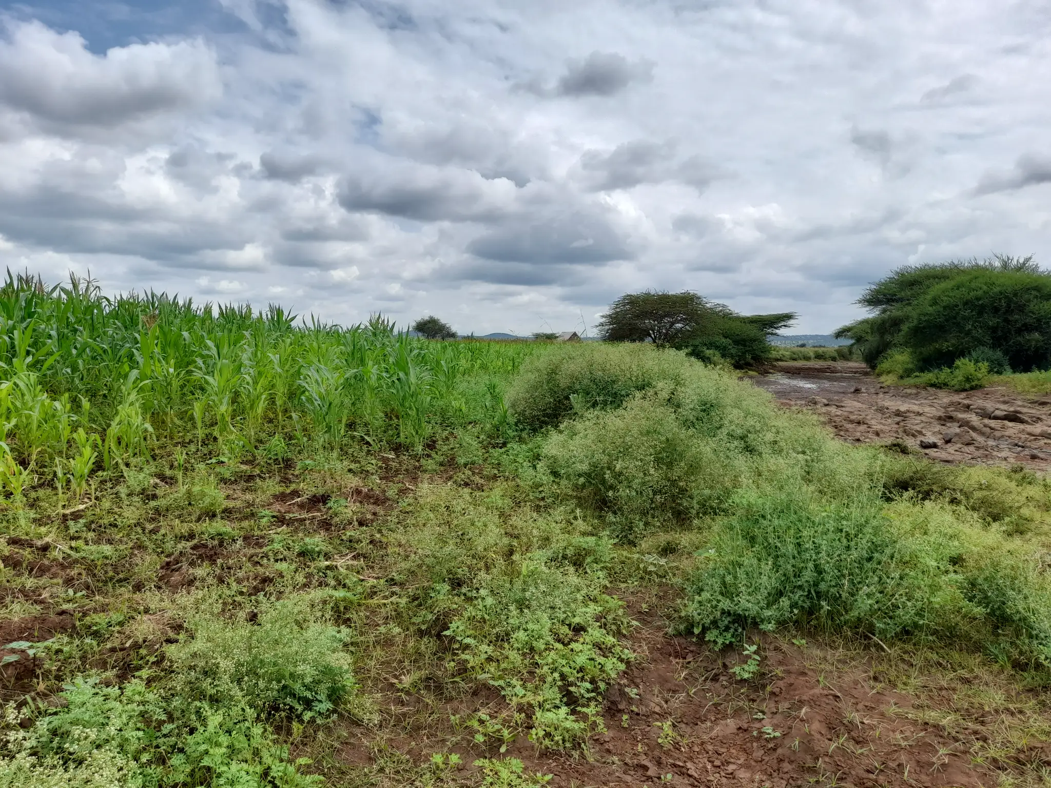 Shamba zuri la ekari 3.6 Olodenderit