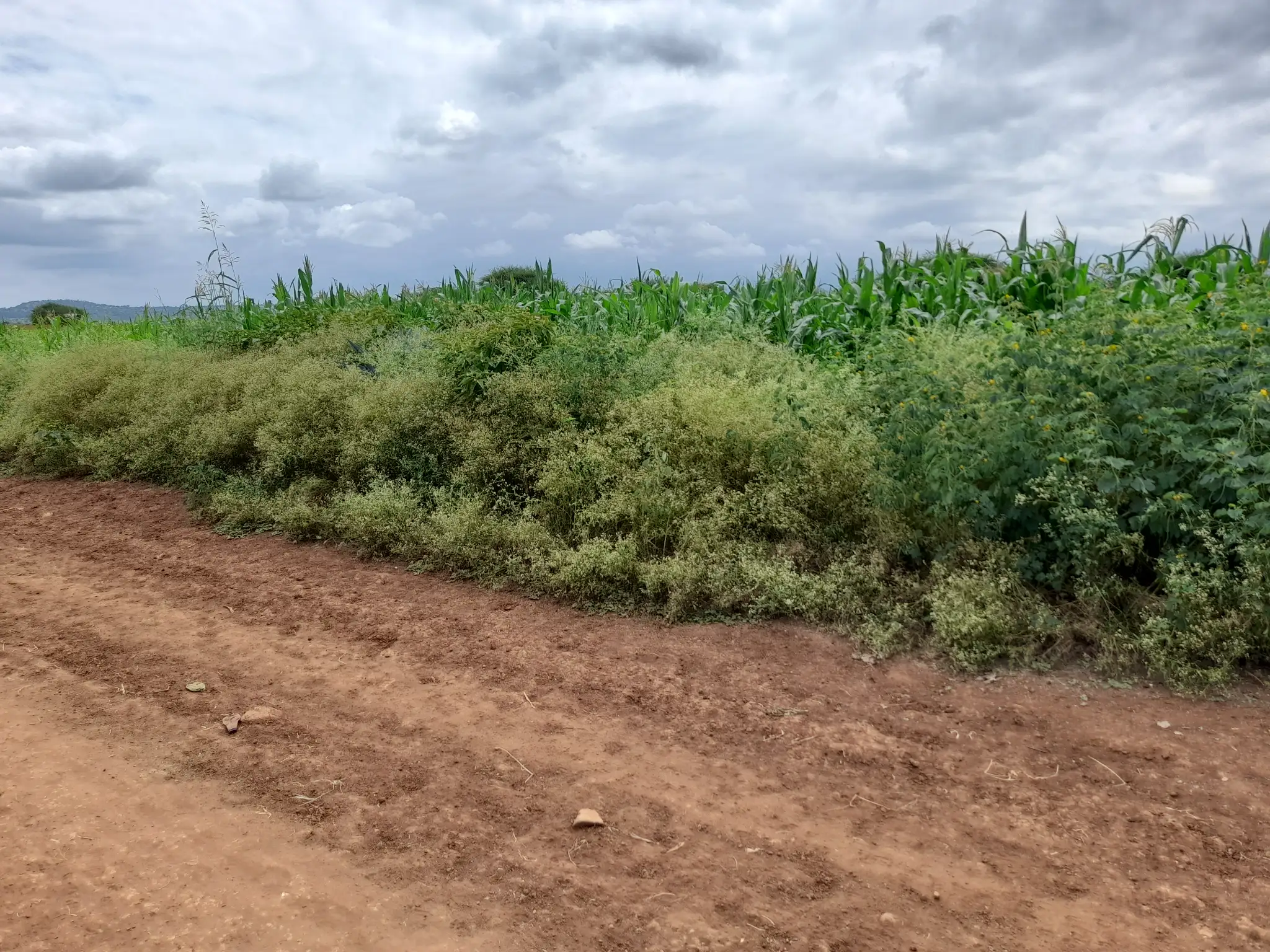 Shamba zuri la ekari 3.6 Olodenderit