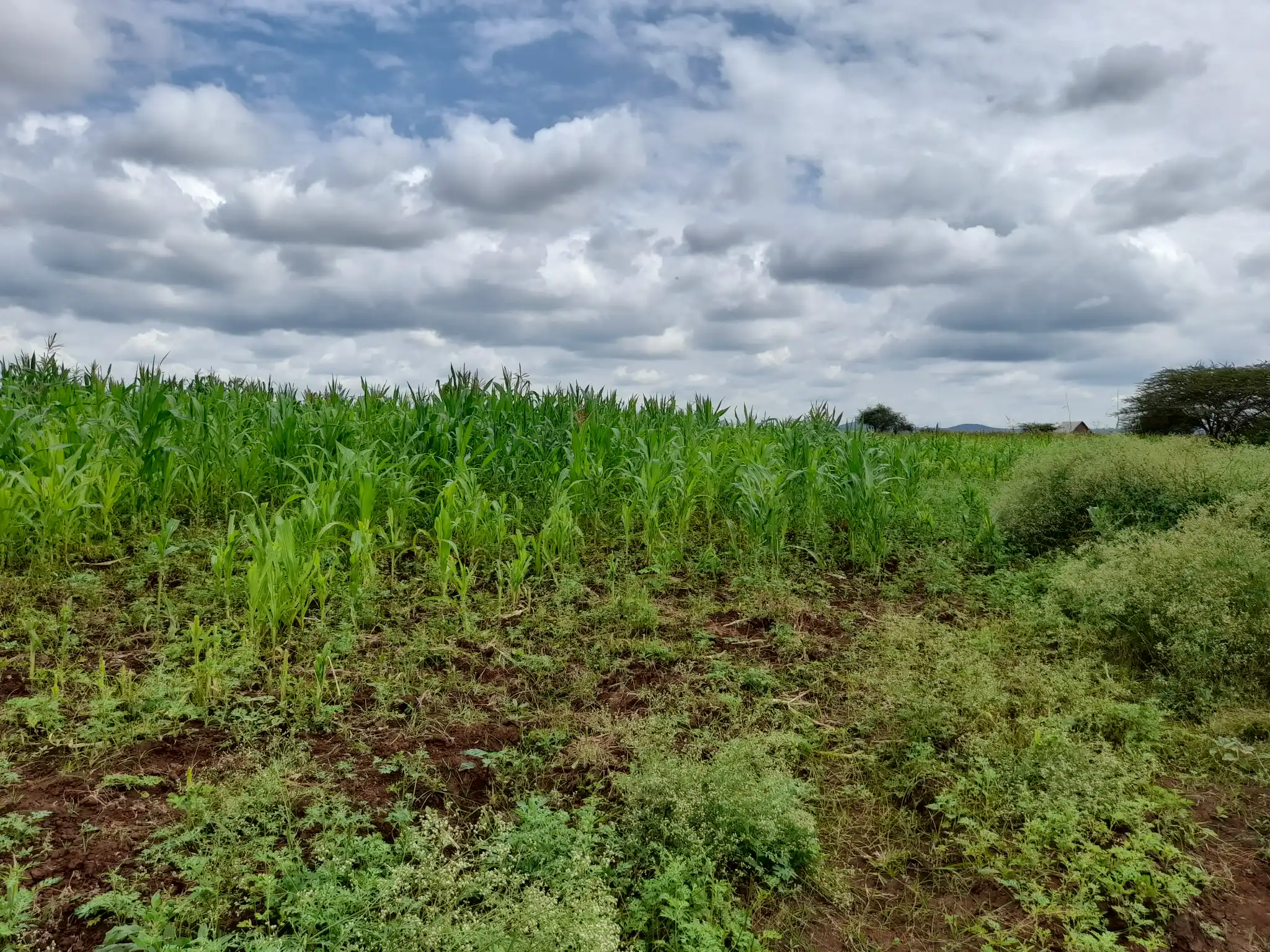 Shamba zuri la ekari 3.6 Olodenderit