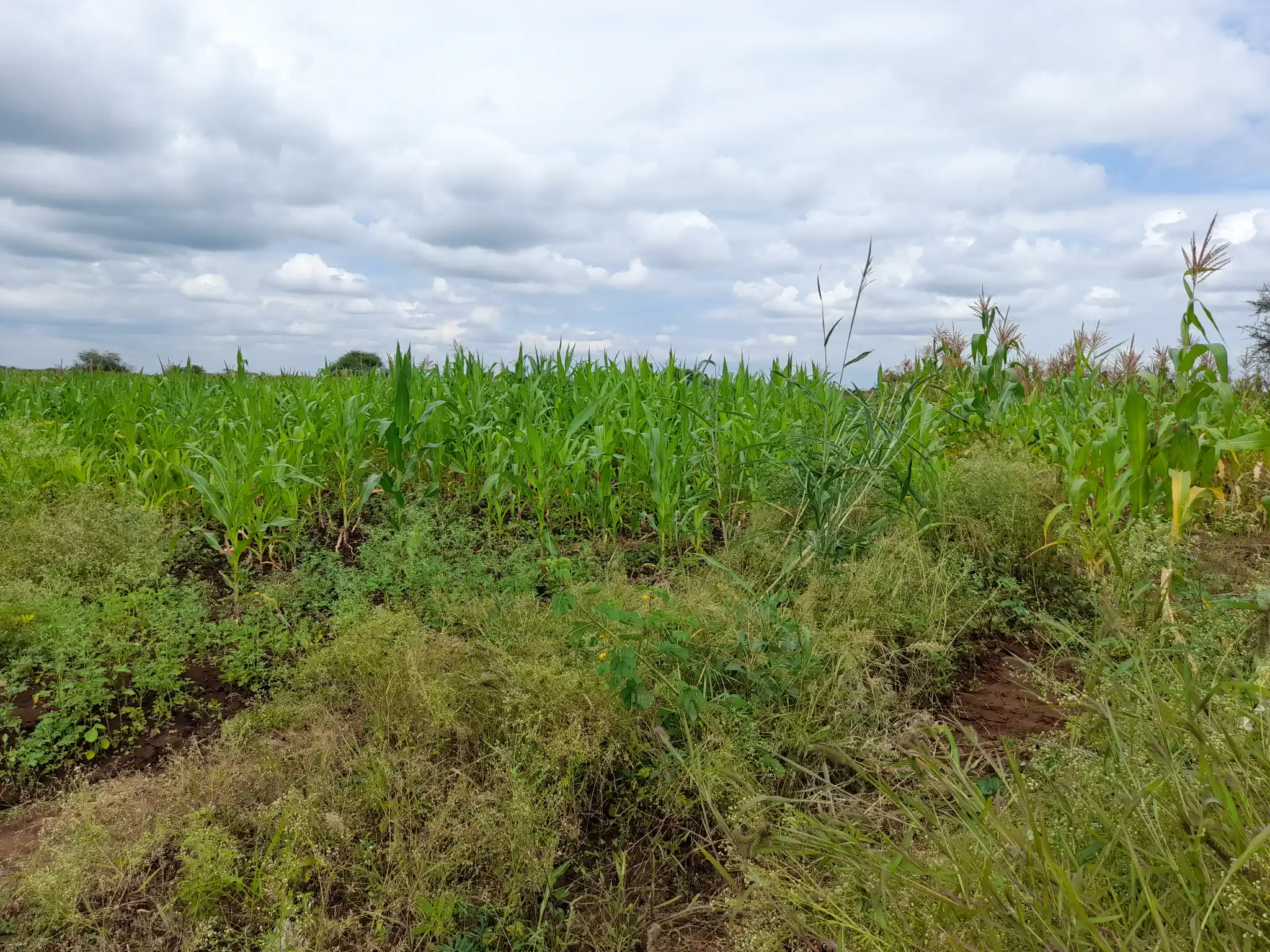 Shamba zuri la ekari 3.6 Olodenderit