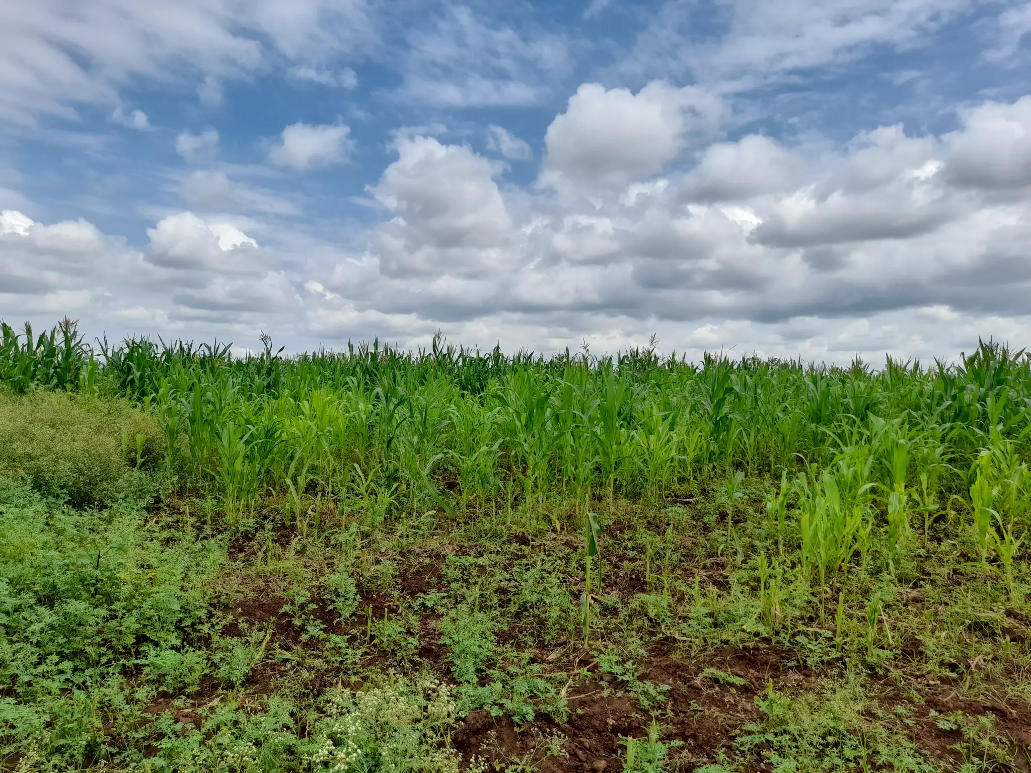 Shamba zuri la ekari 3.6 Olodenderit