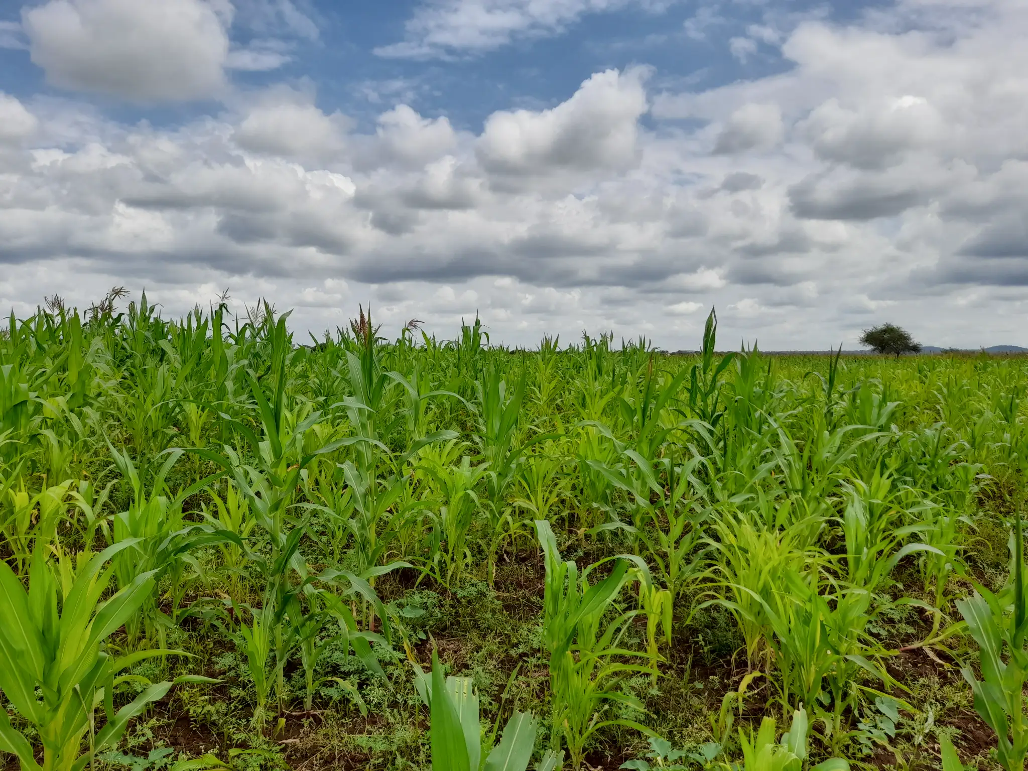 Shamba zuri la ekari 3.6 Olodenderit