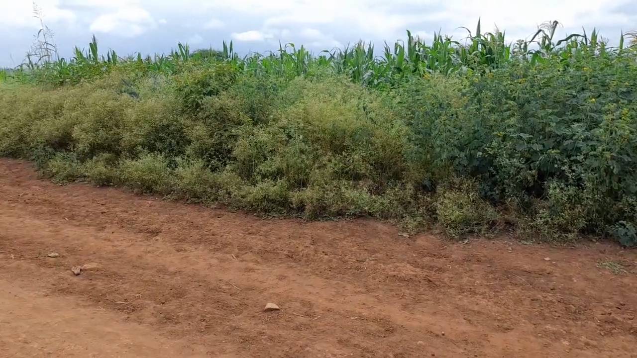 Shamba zuri la ekari 3.6 Olodenderit