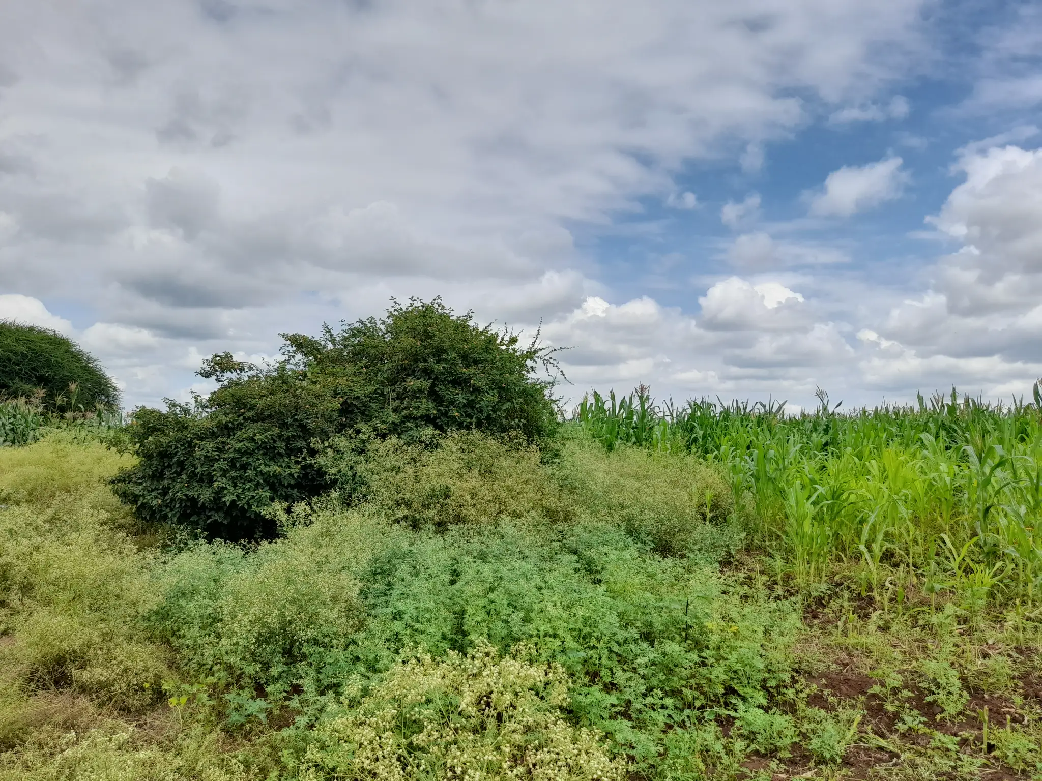 Shamba zuri la ekari 3.6 Olodenderit
