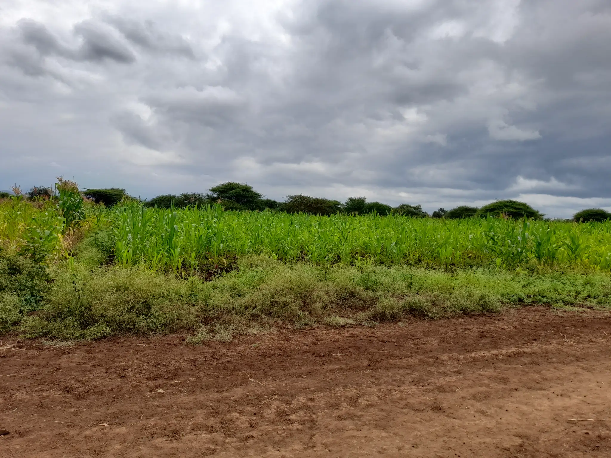 Shamba zuri la ekari 3.6 Olodenderit