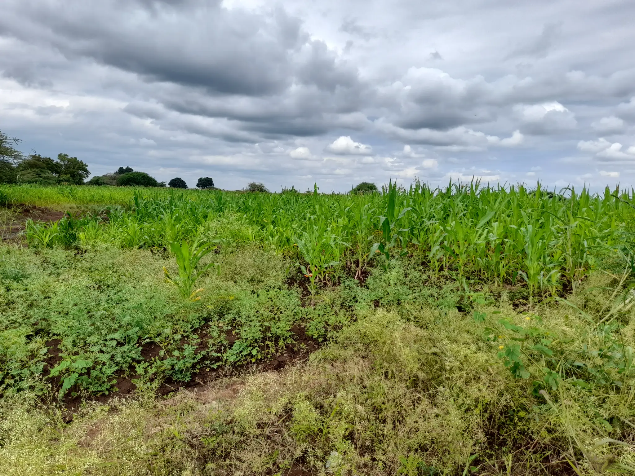 Shamba zuri la ekari 3.6 Olodenderit