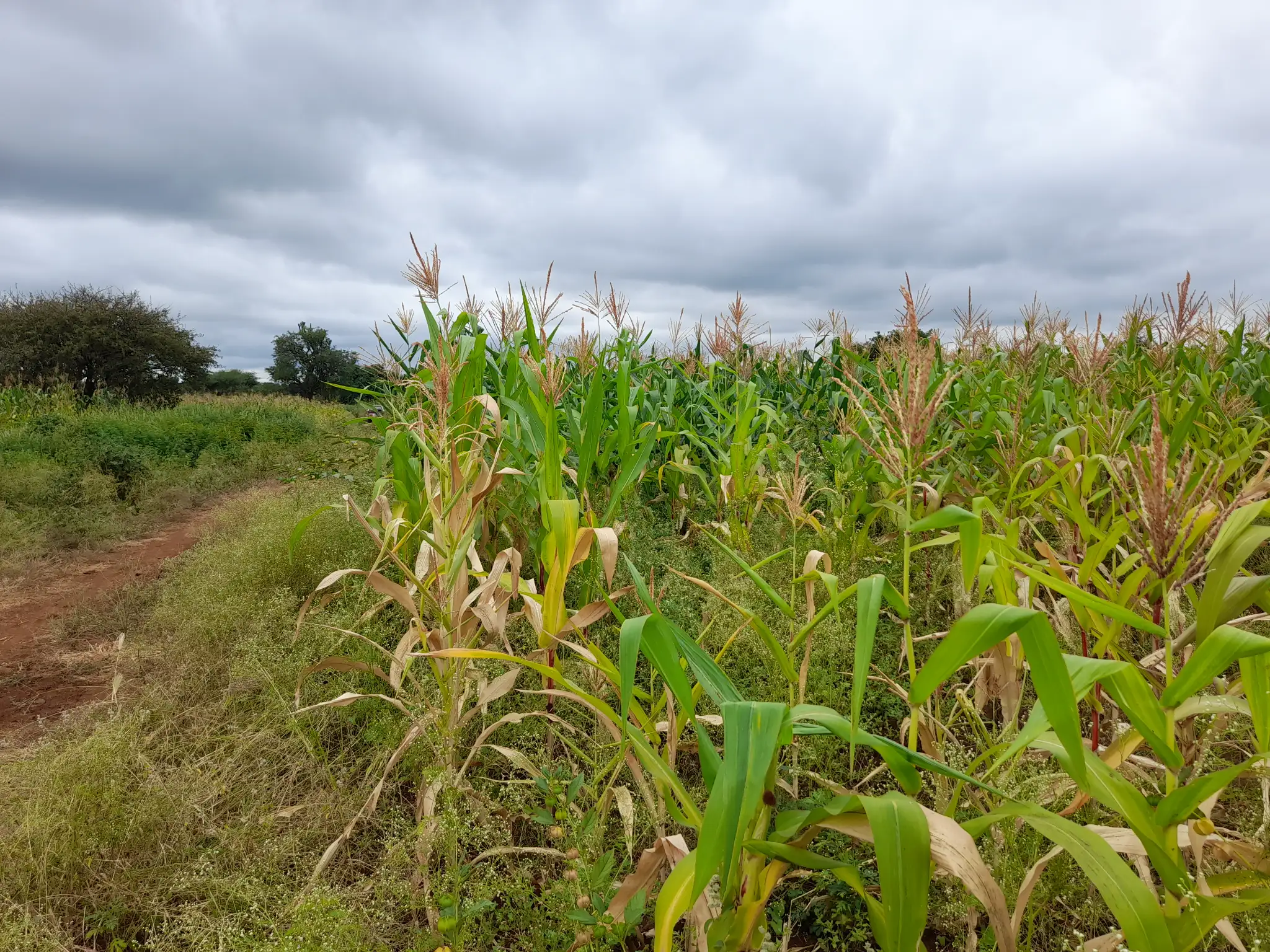 Shamba zuri la ekari 2.4 Olodenderit