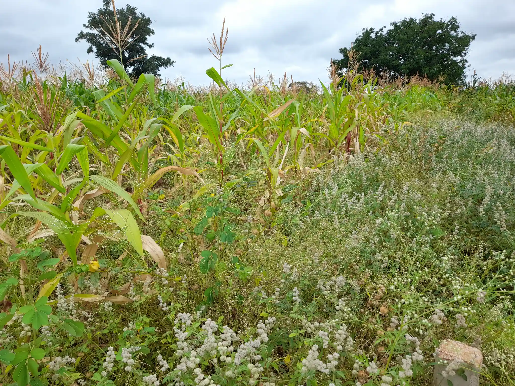 Shamba zuri la ekari 2.4 Olodenderit