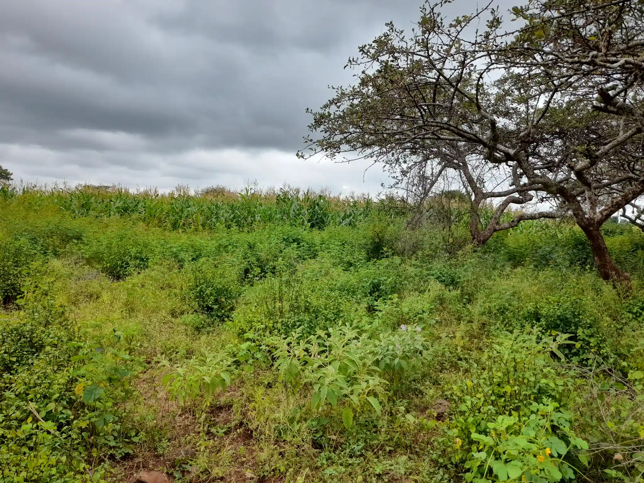 Shamba zuri la ekari 2.4 Olodenderit