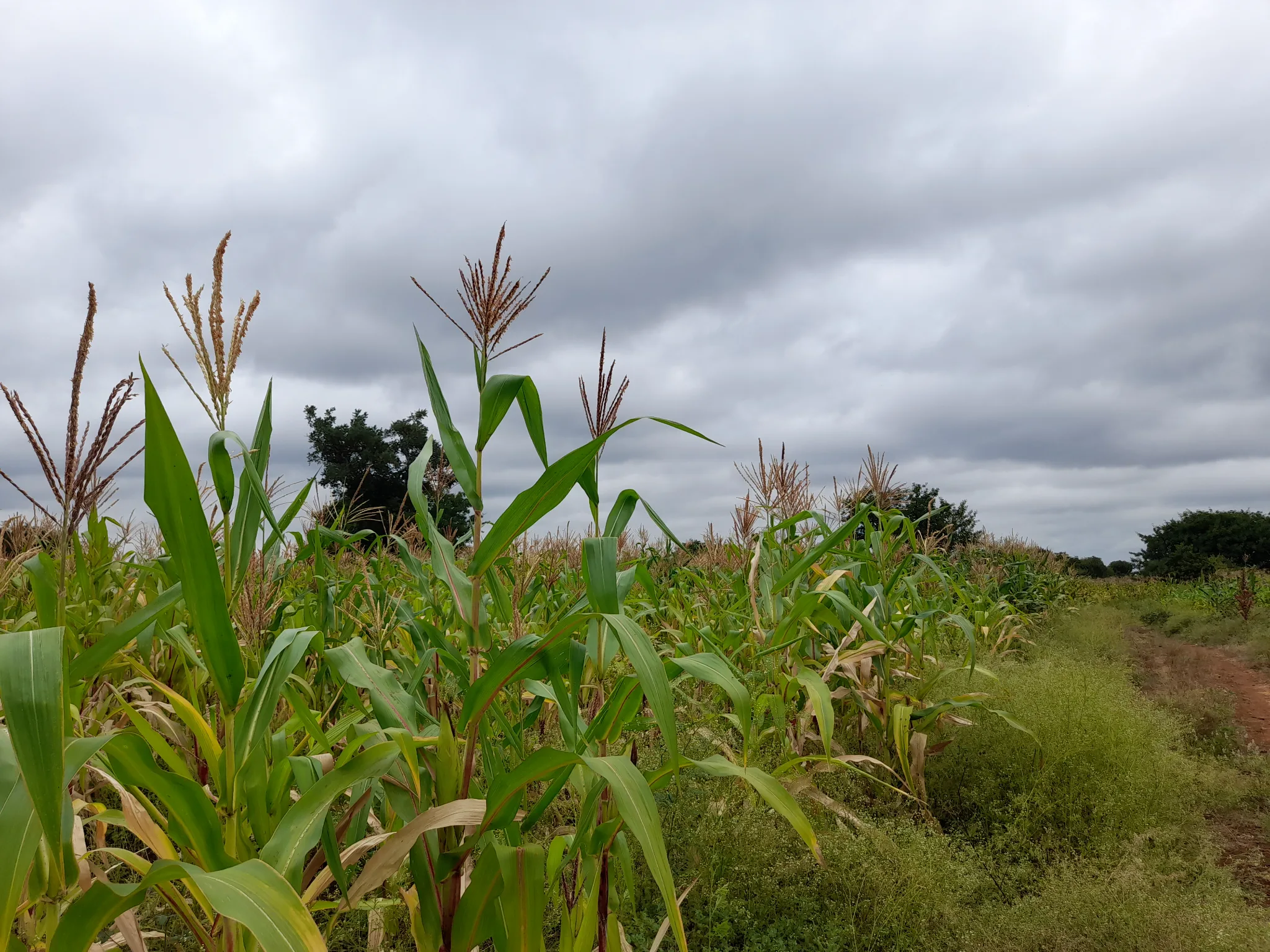 Shamba zuri la ekari 2.4 Olodenderit