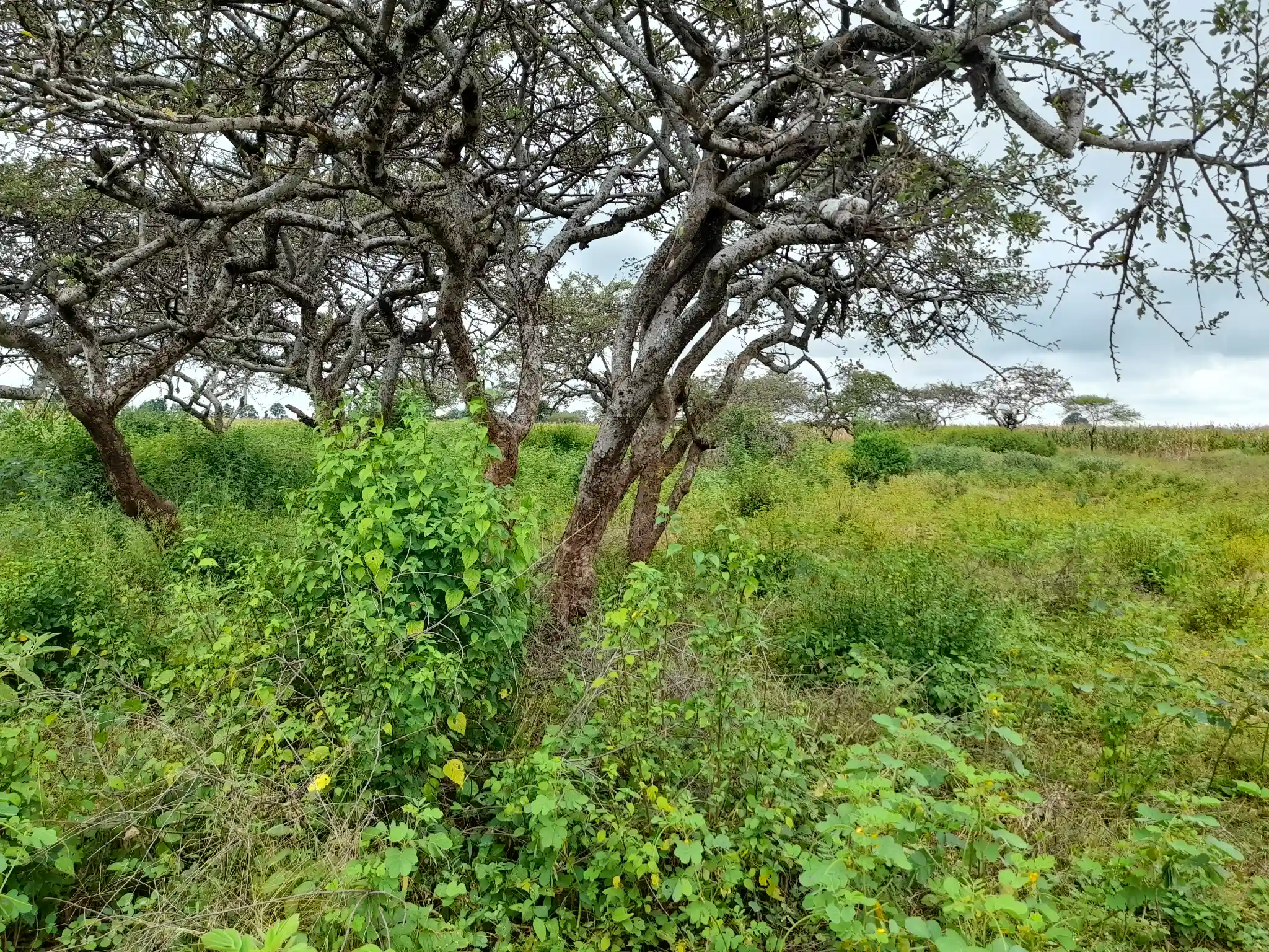Shamba zuri la ekari 2.4 Olodenderit