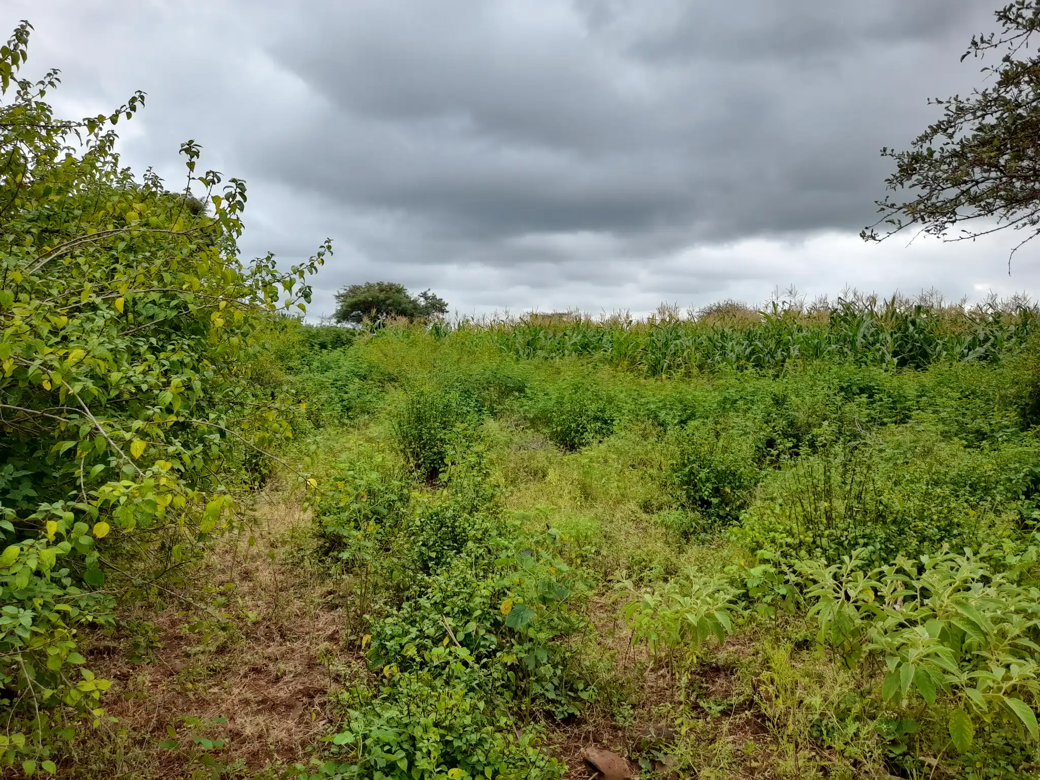 Shamba zuri la ekari 2.4 Olodenderit